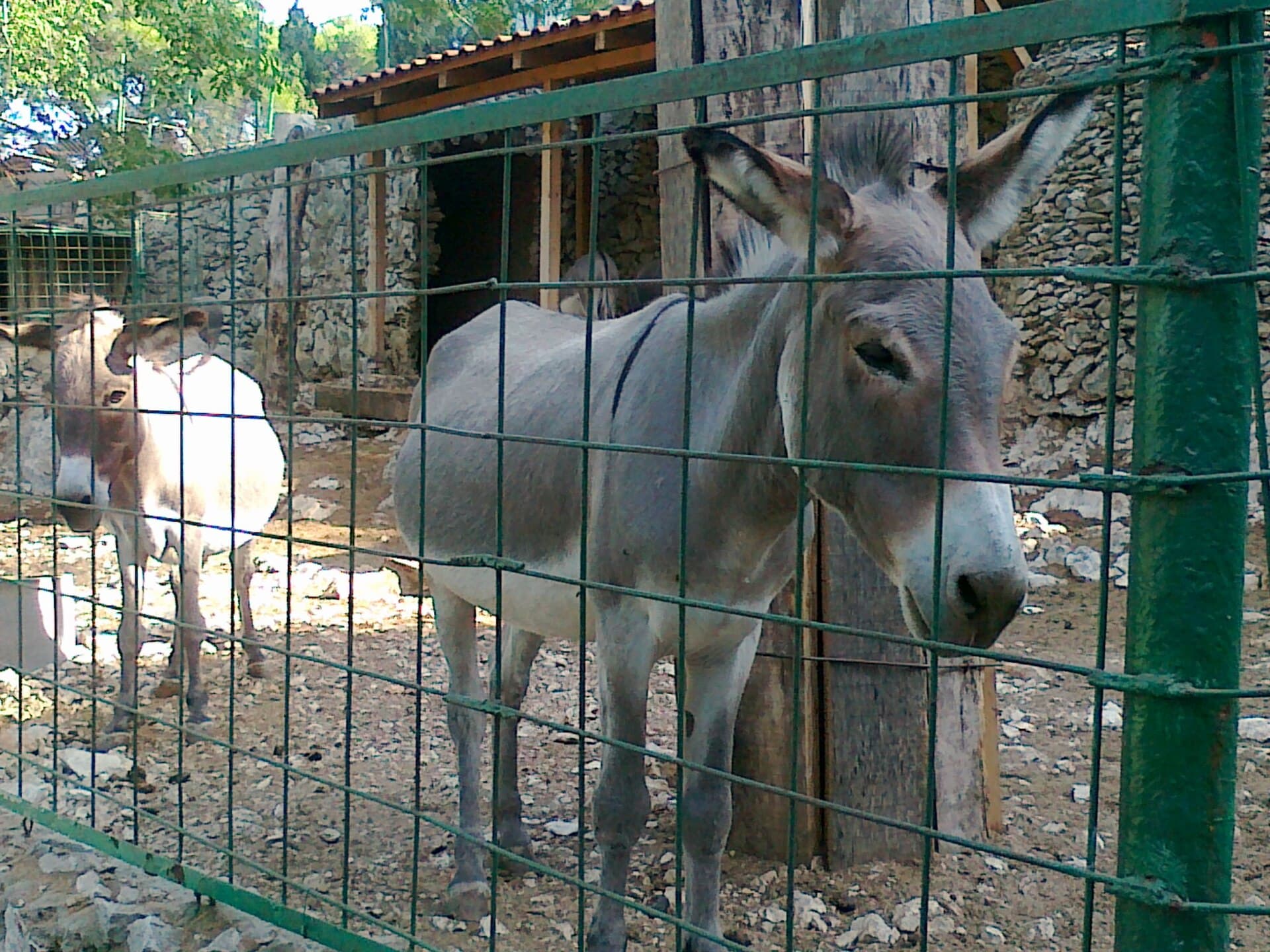 Natural History Museum and Zoo, Split