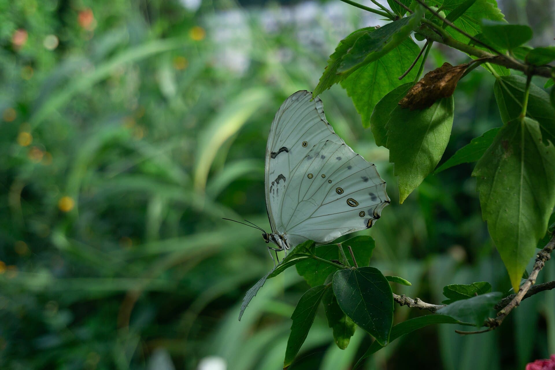 Stratford Butterfly Farm, Stratford-upon-Avon