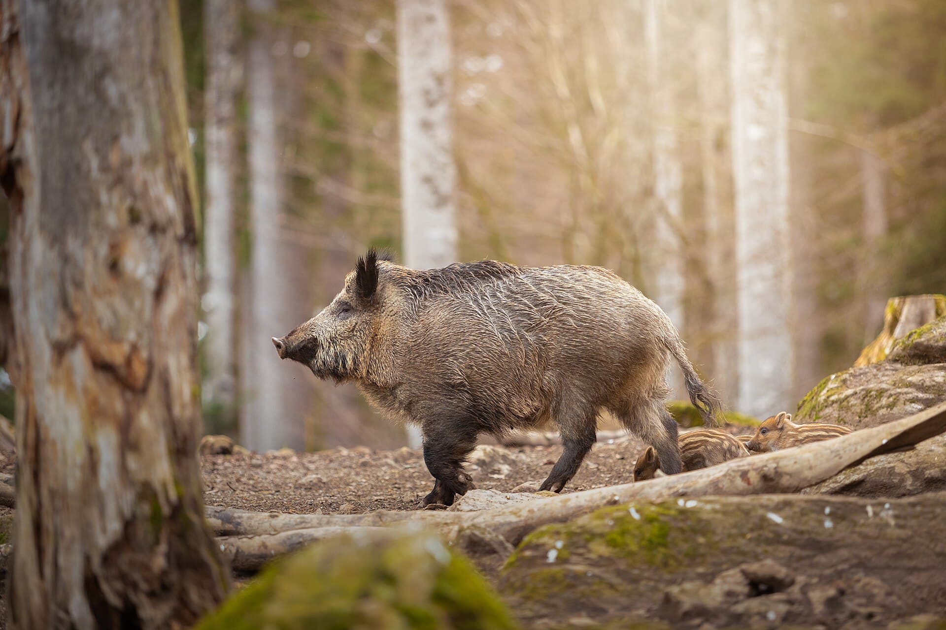Šumava National Park, Vimperk