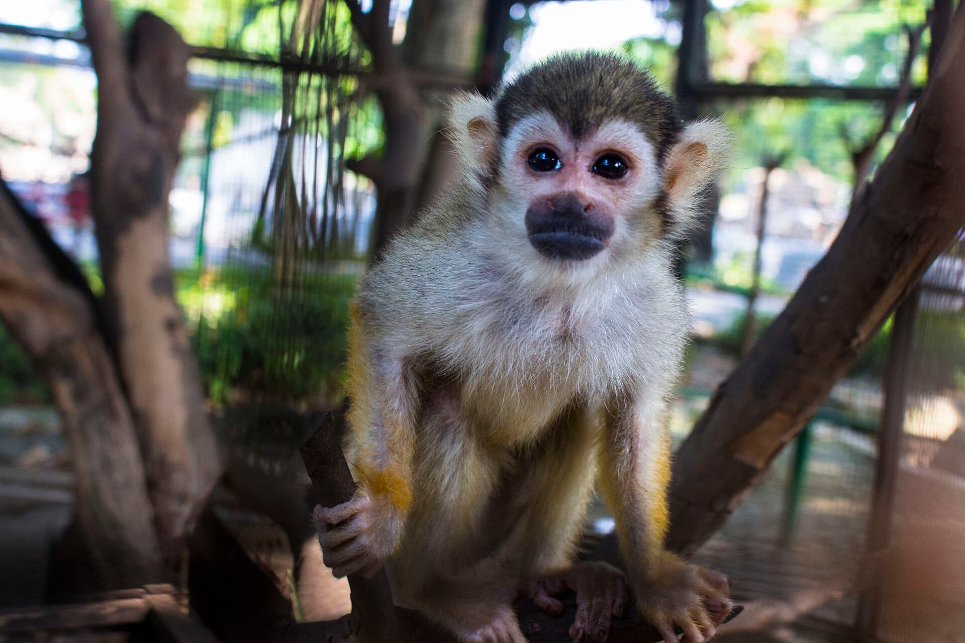 Surabaya Zoo, Surabaya