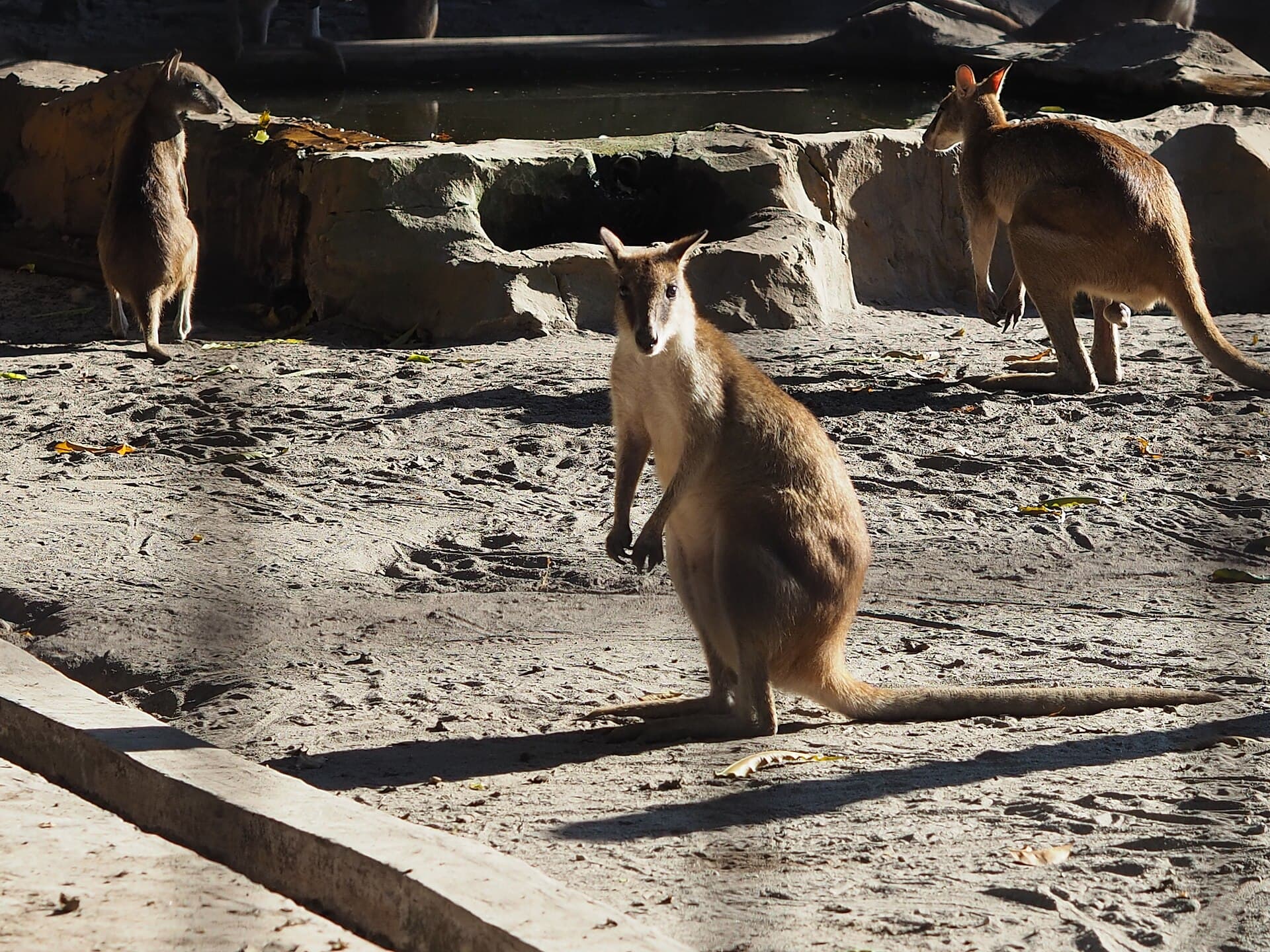 Surabaya Zoo, Surabaya
