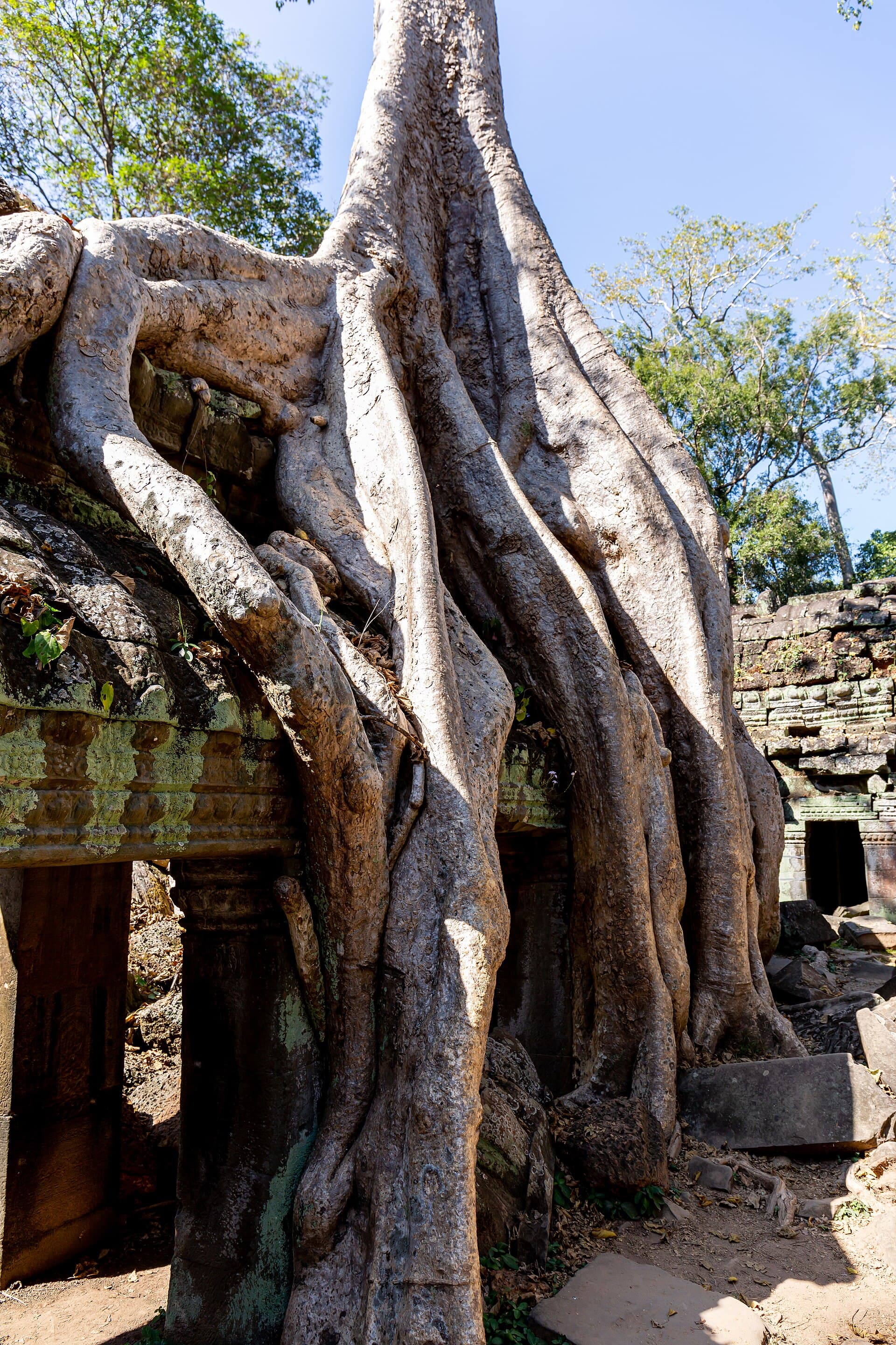 Tree roots over the ruins of Ta Prohm