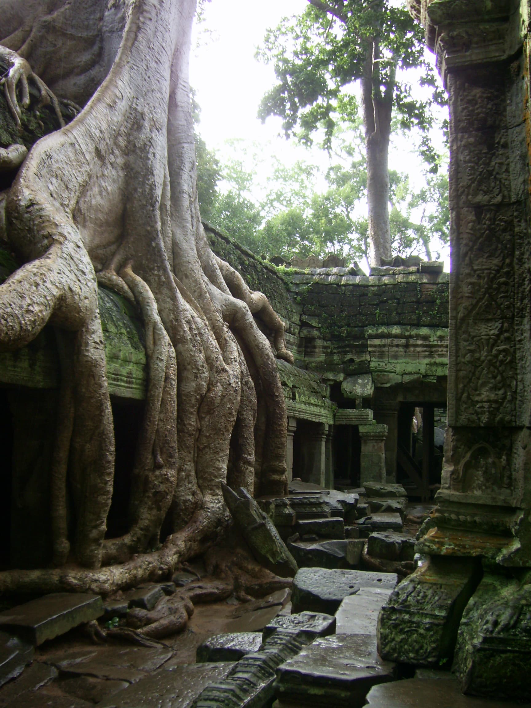 Tree roots over the ruins of Ta Prohm