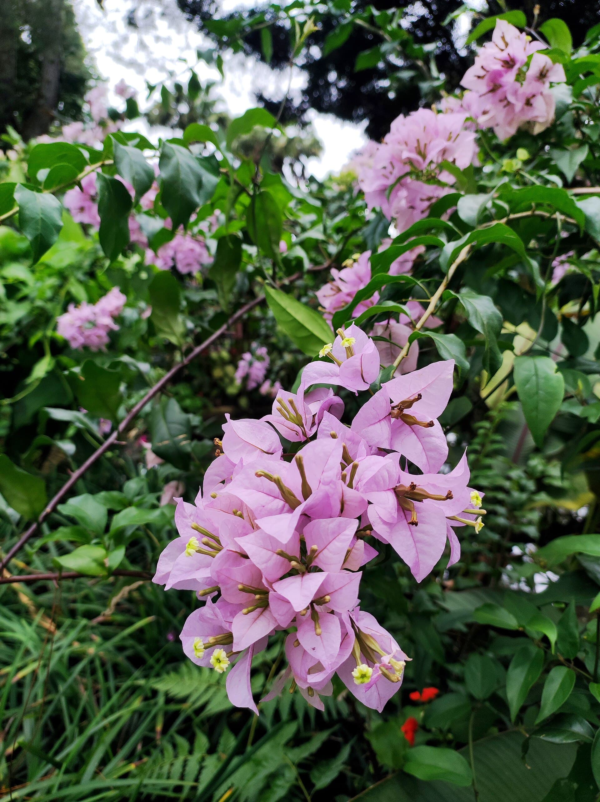 Taman Bunga Nusantara