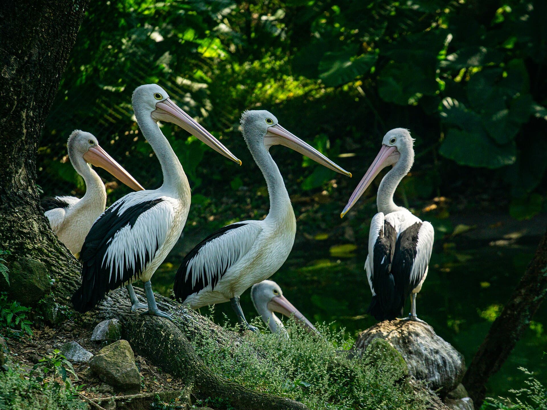 Taman Safari Indonesia, Puncak