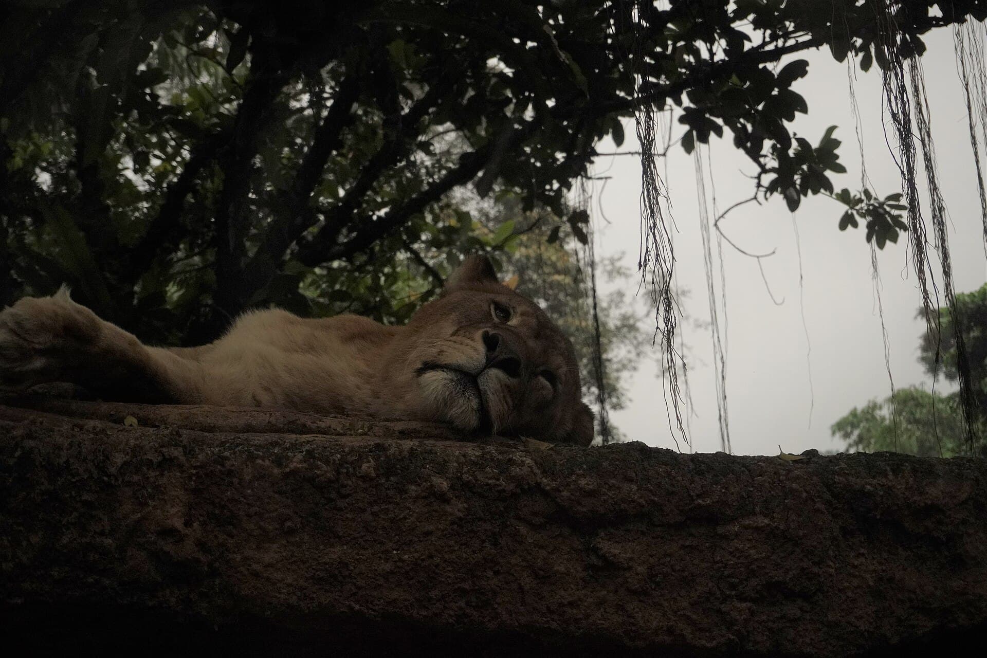 Taman Safari Indonesia, Puncak