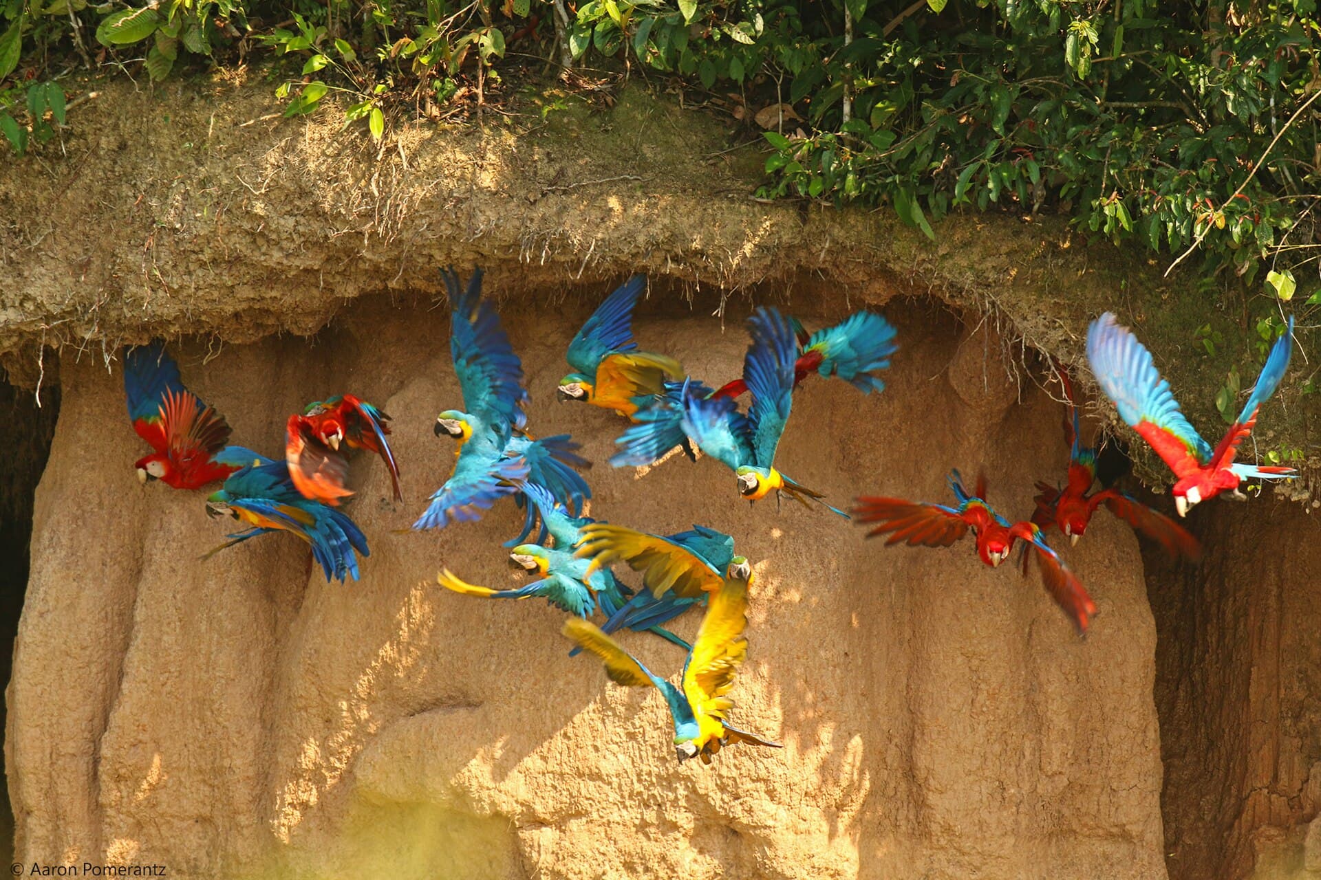 Tambopata National Reserve
