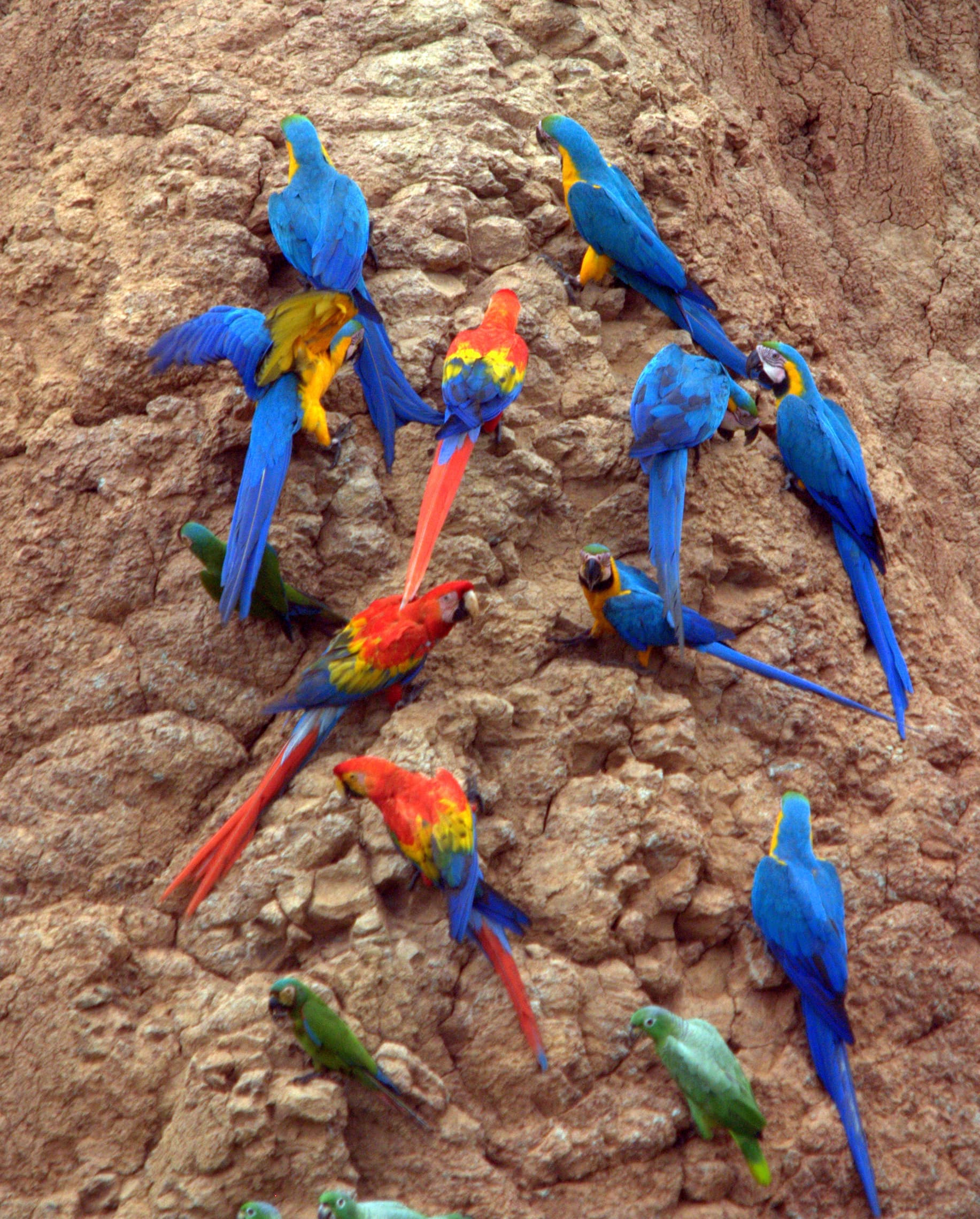 Tambopata National Reserve