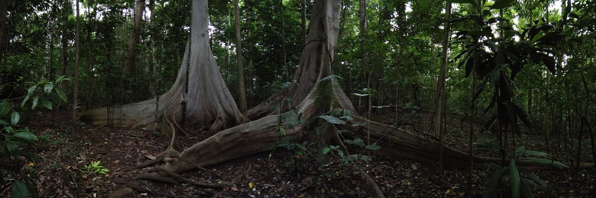Tangkoko Nature Reserve, Manado