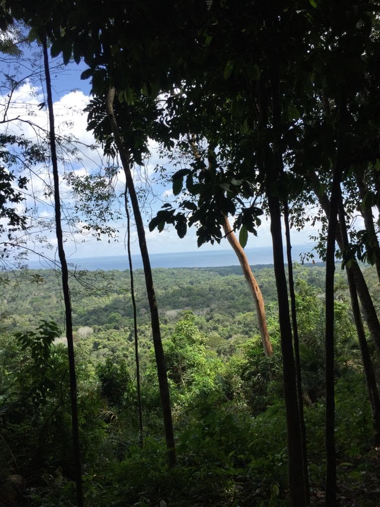Tapajós National Forest, Belterra