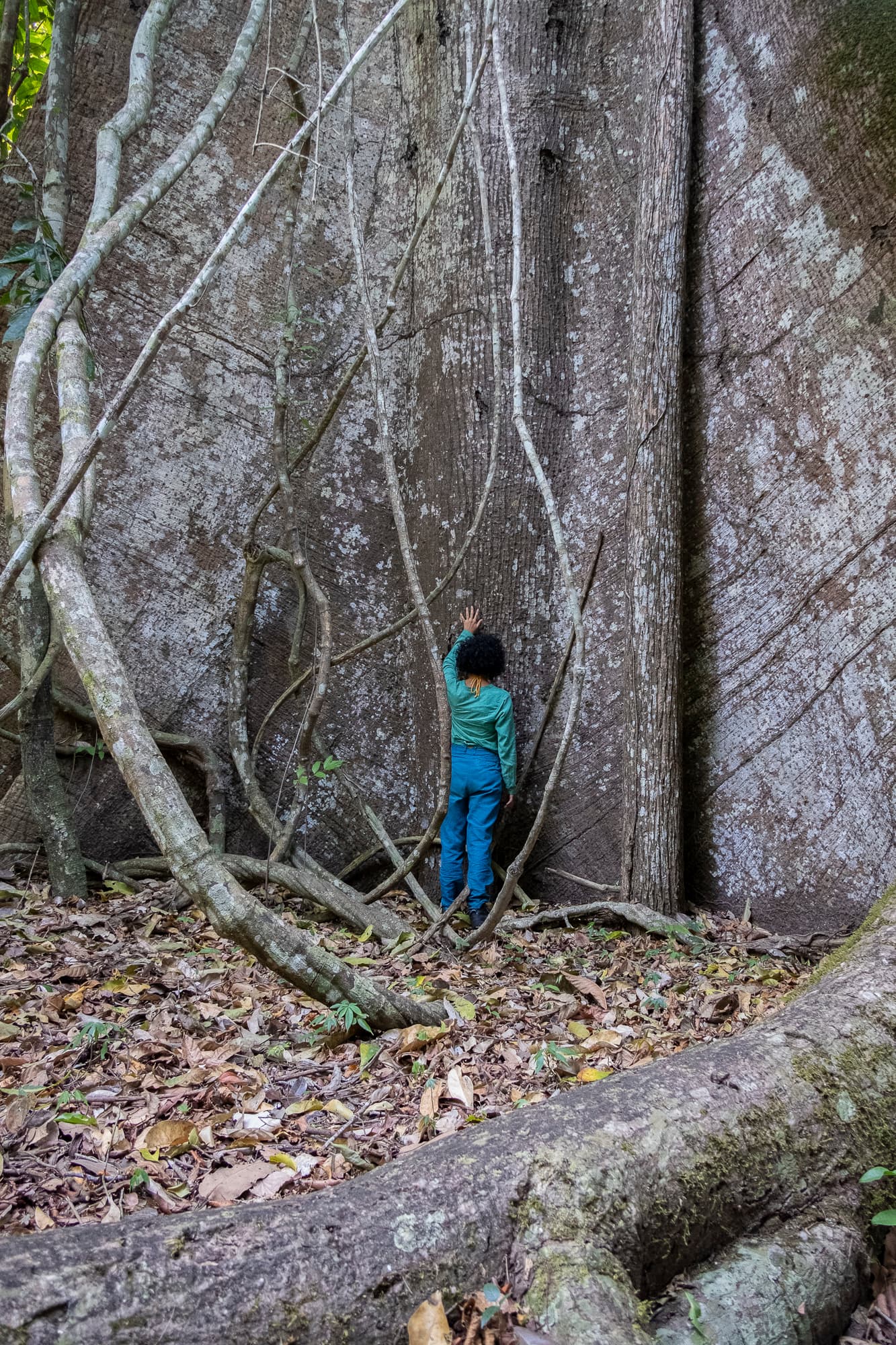 Tapajós National Forest, Belterra