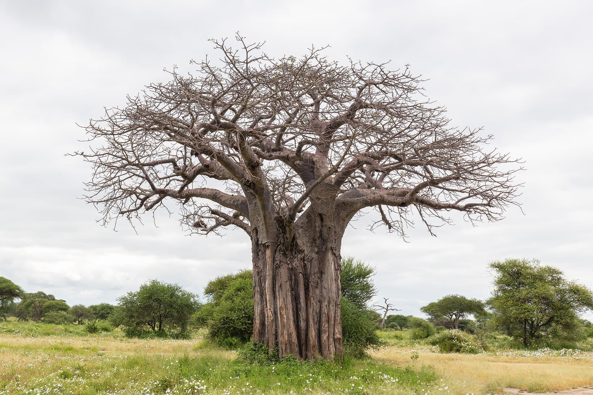 Tarangire National Park