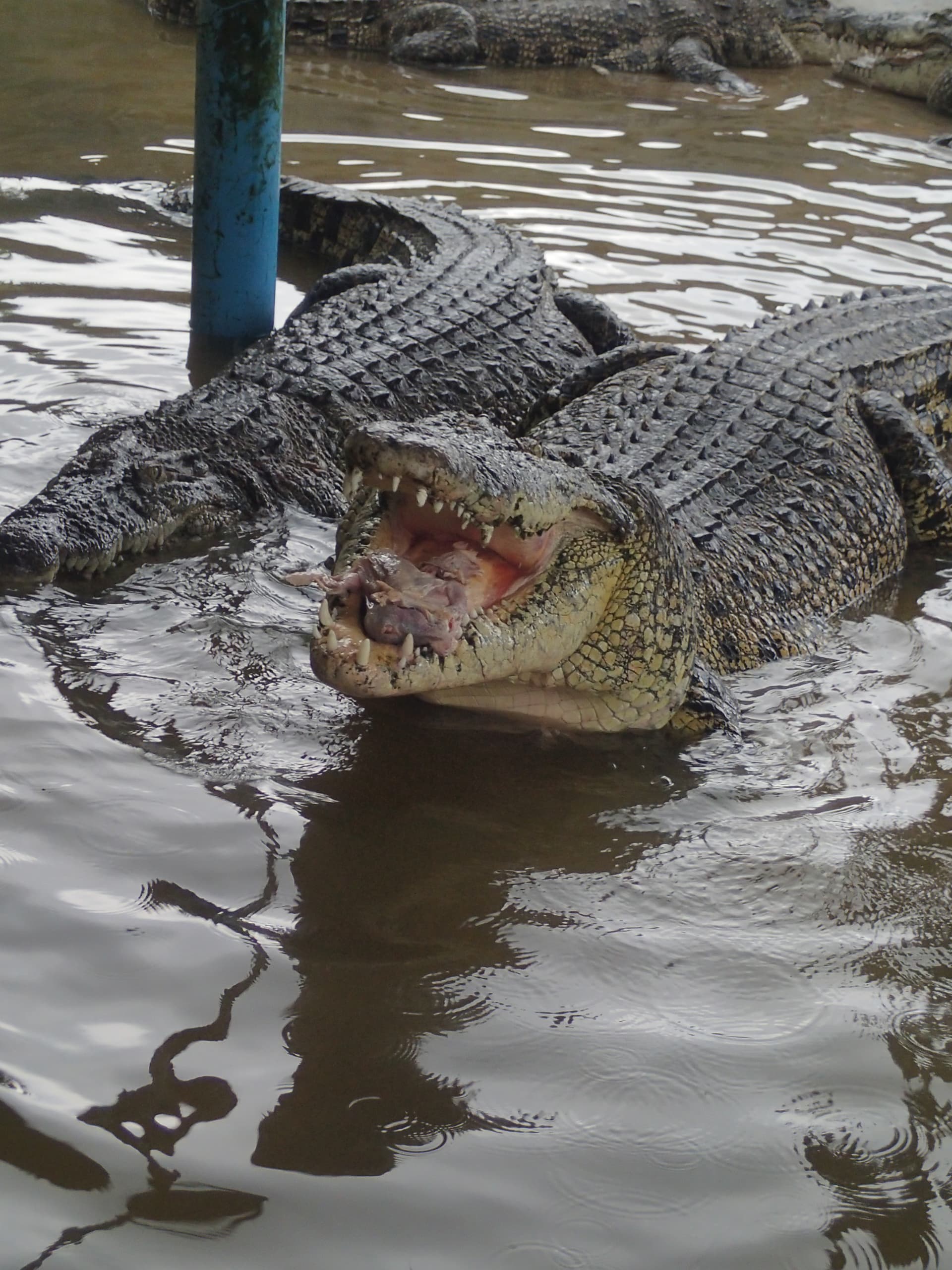 Crocodiles at Teluk Sengat Crocodile Farm