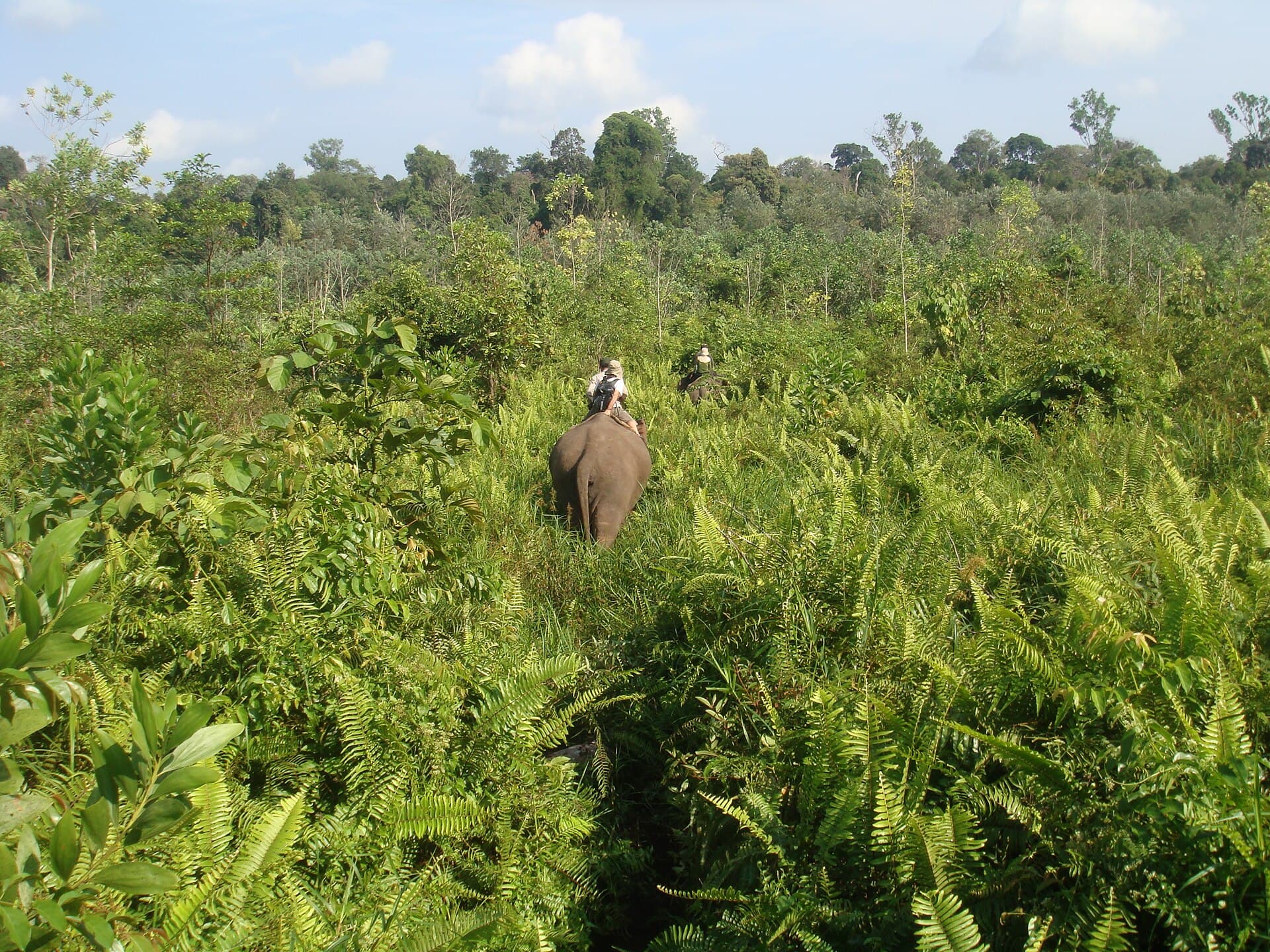 Tesso Nilo National Park, Pekanbaru