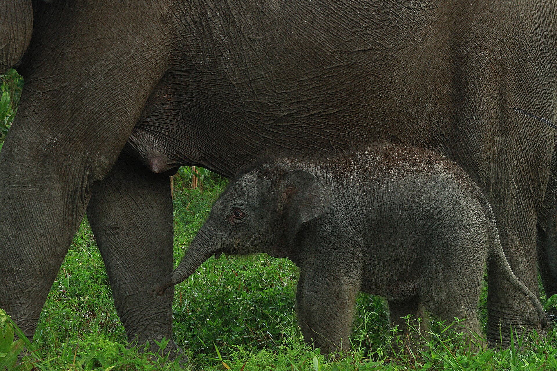 Tesso Nilo National Park, Pekanbaru