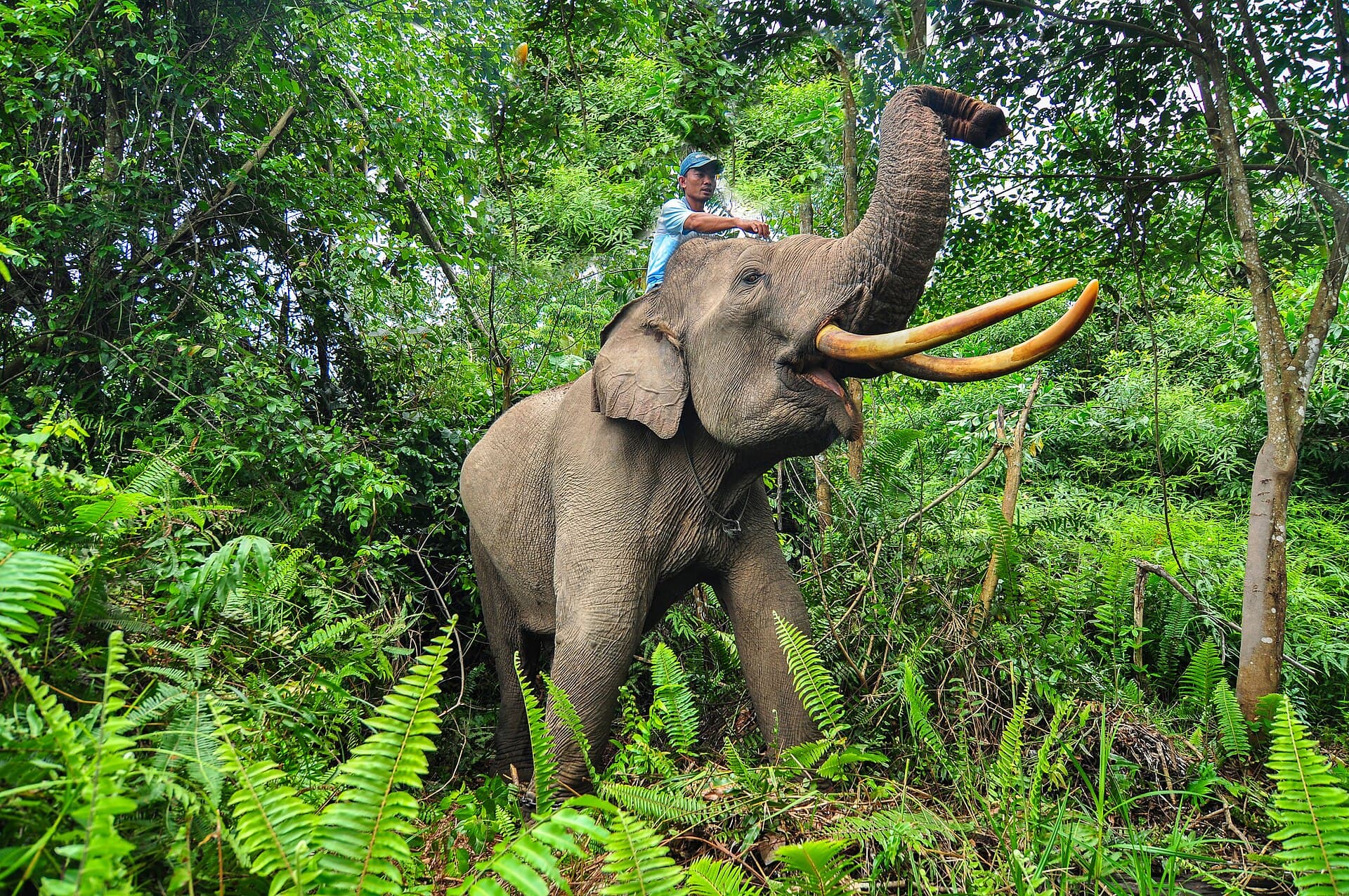 Tesso Nilo National Park, Pekanbaru