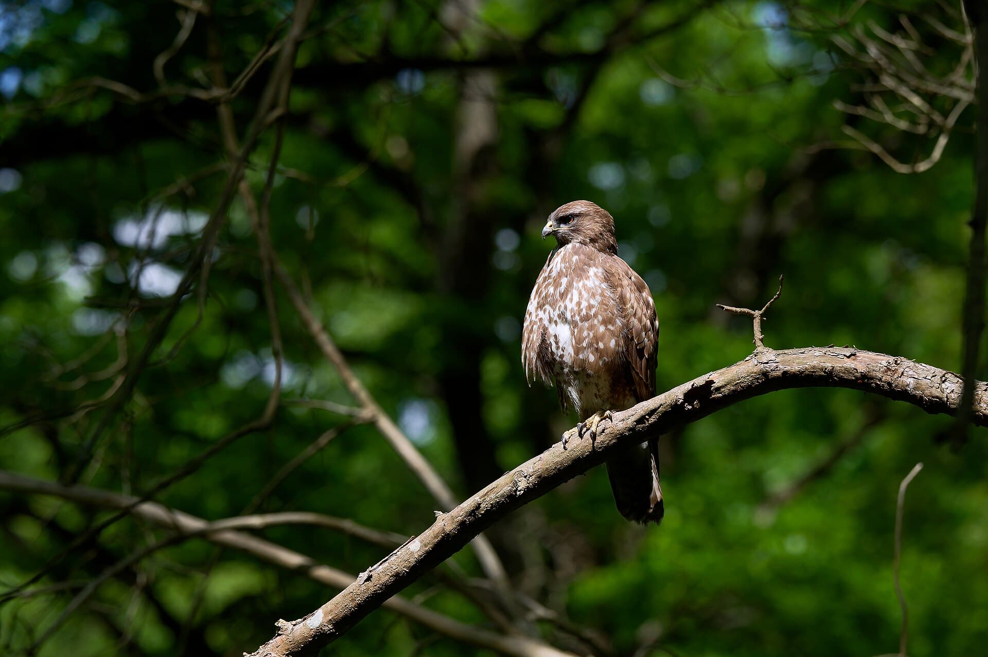 Tiergarten, Berlin