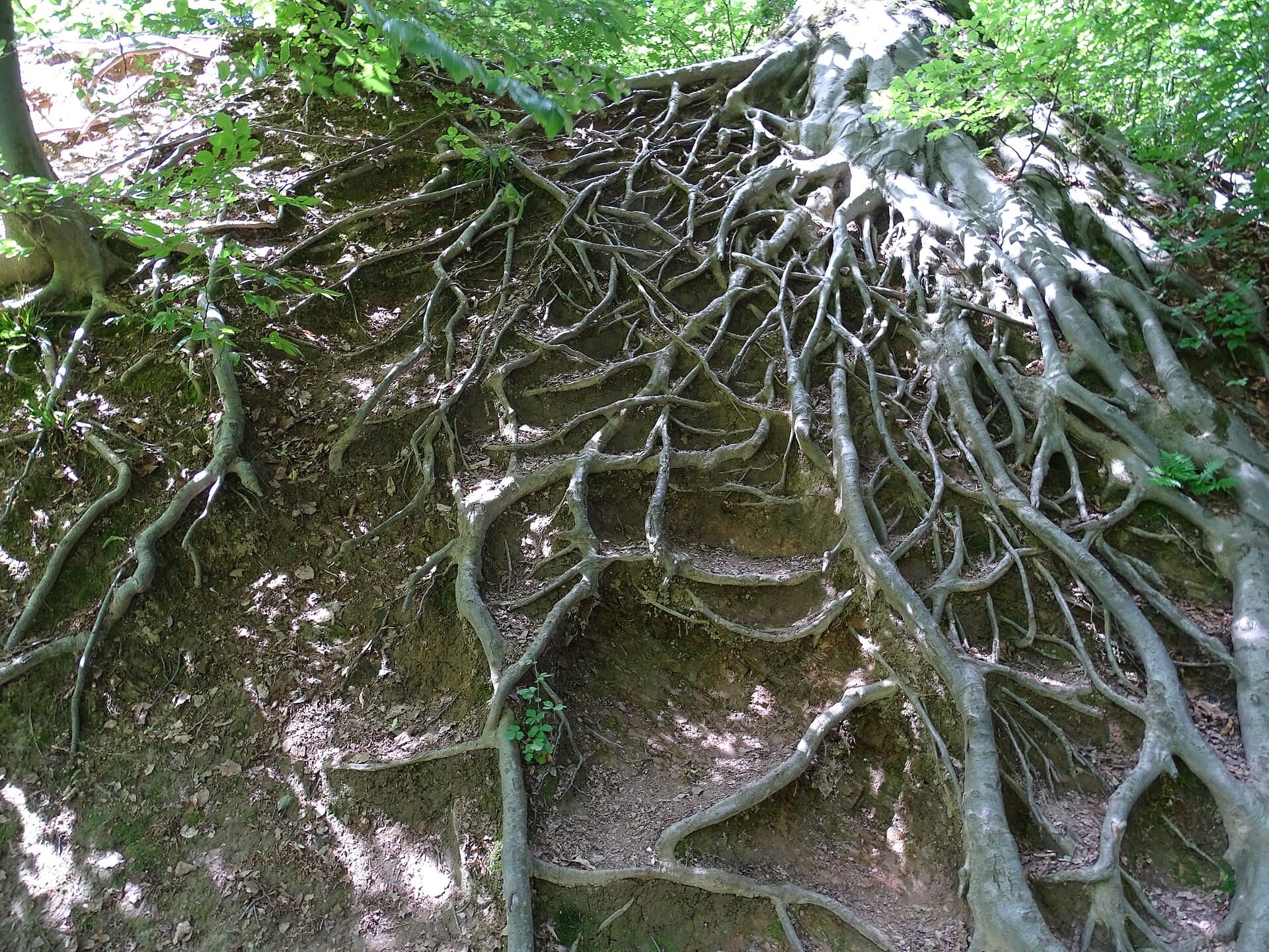 Tivoli Park, Ljubljana
