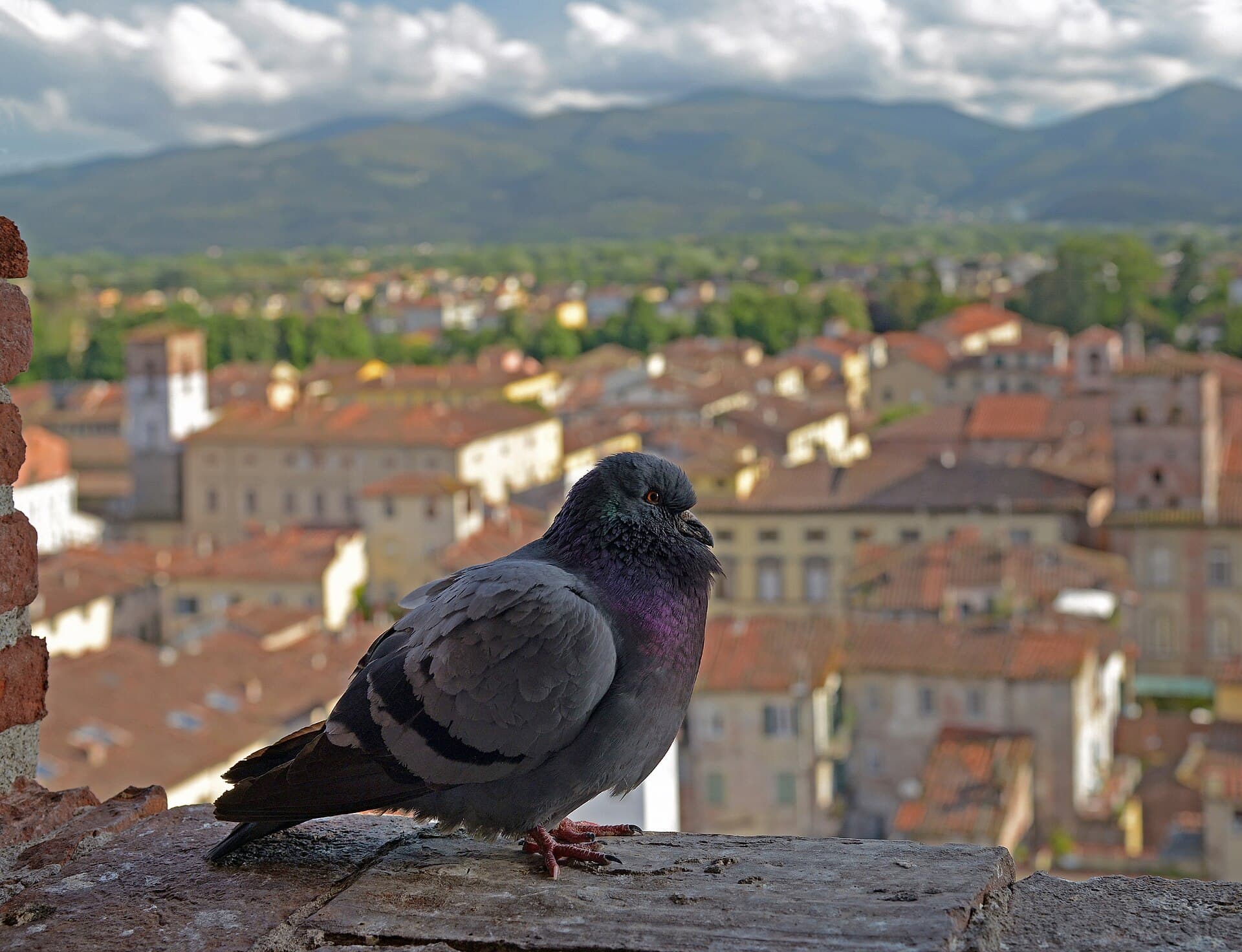 The Guinigi Tower, Lucca