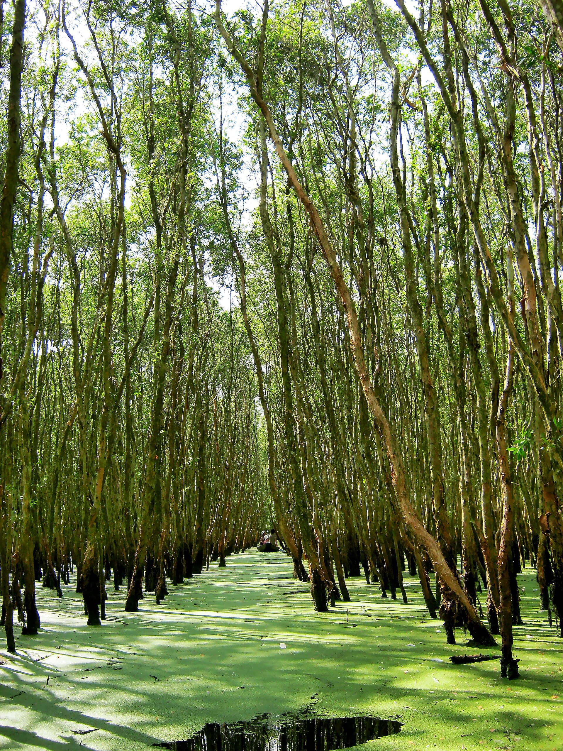 Tra Su Cajuput Forest, Chau Doc