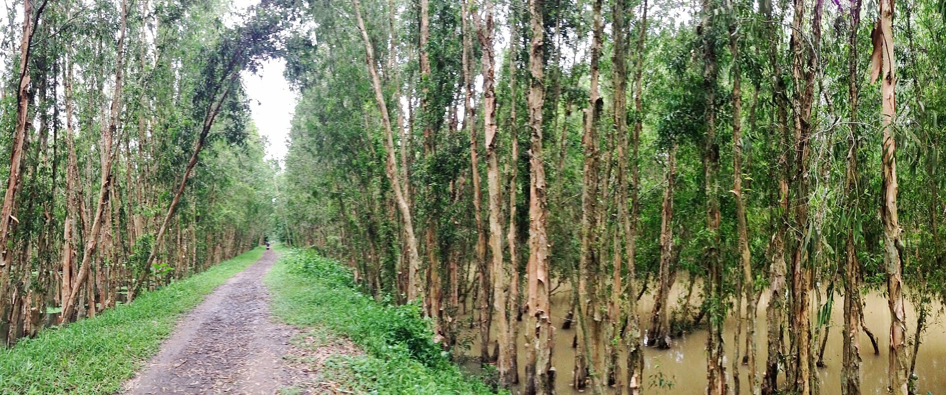 Tra Su Cajuput Forest, Chau Doc