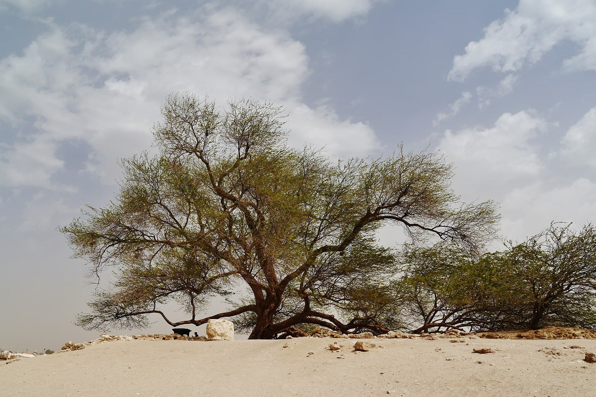 Tree of Life