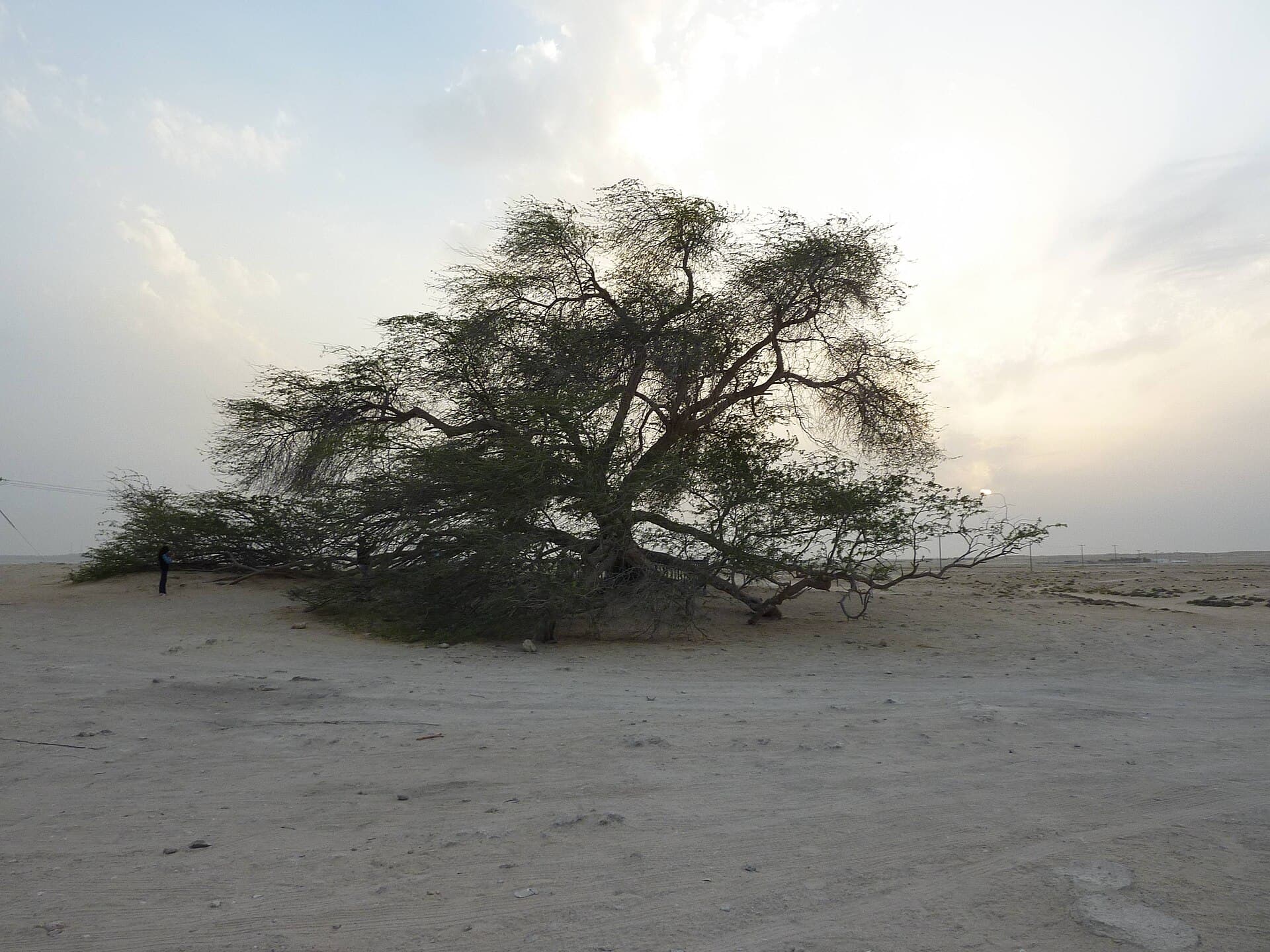 Tree of Life