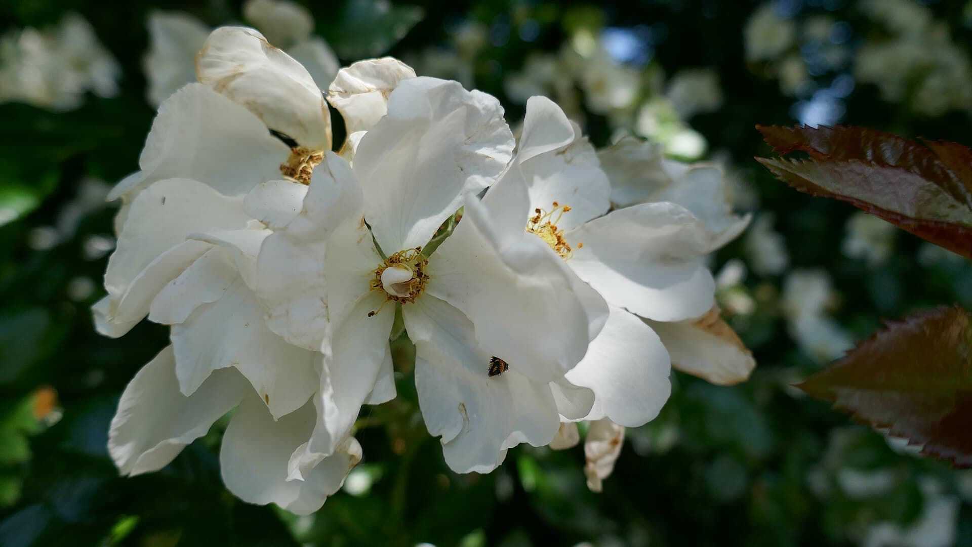 Trompenburg Gardens and Arboretum, Rotterdam