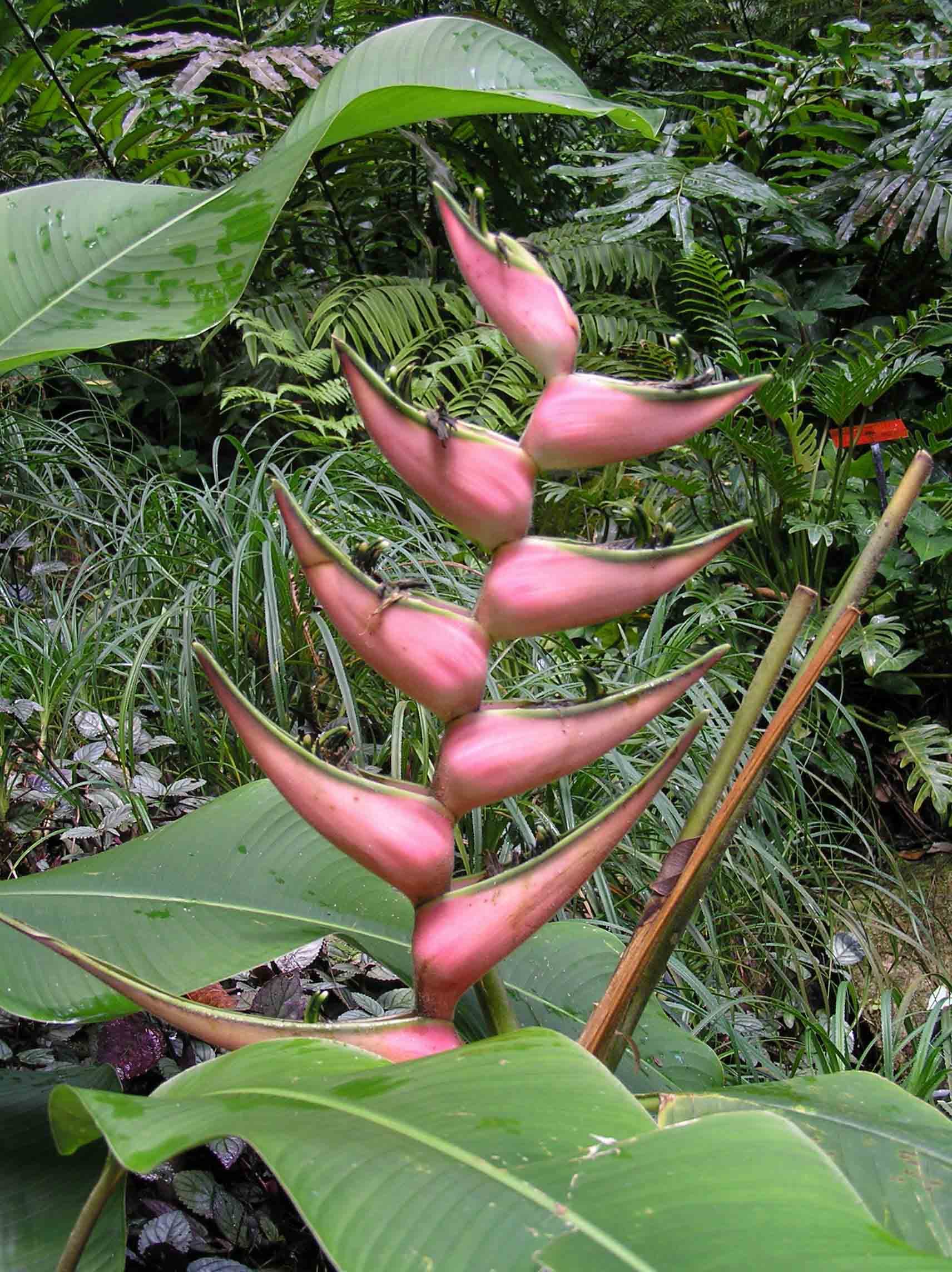 Tropical Spice Garden, Penang