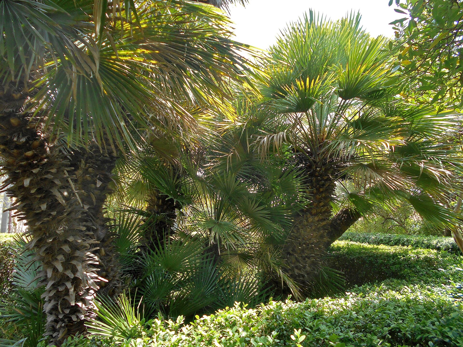 Trsteno Arboretum, Dubrovnik