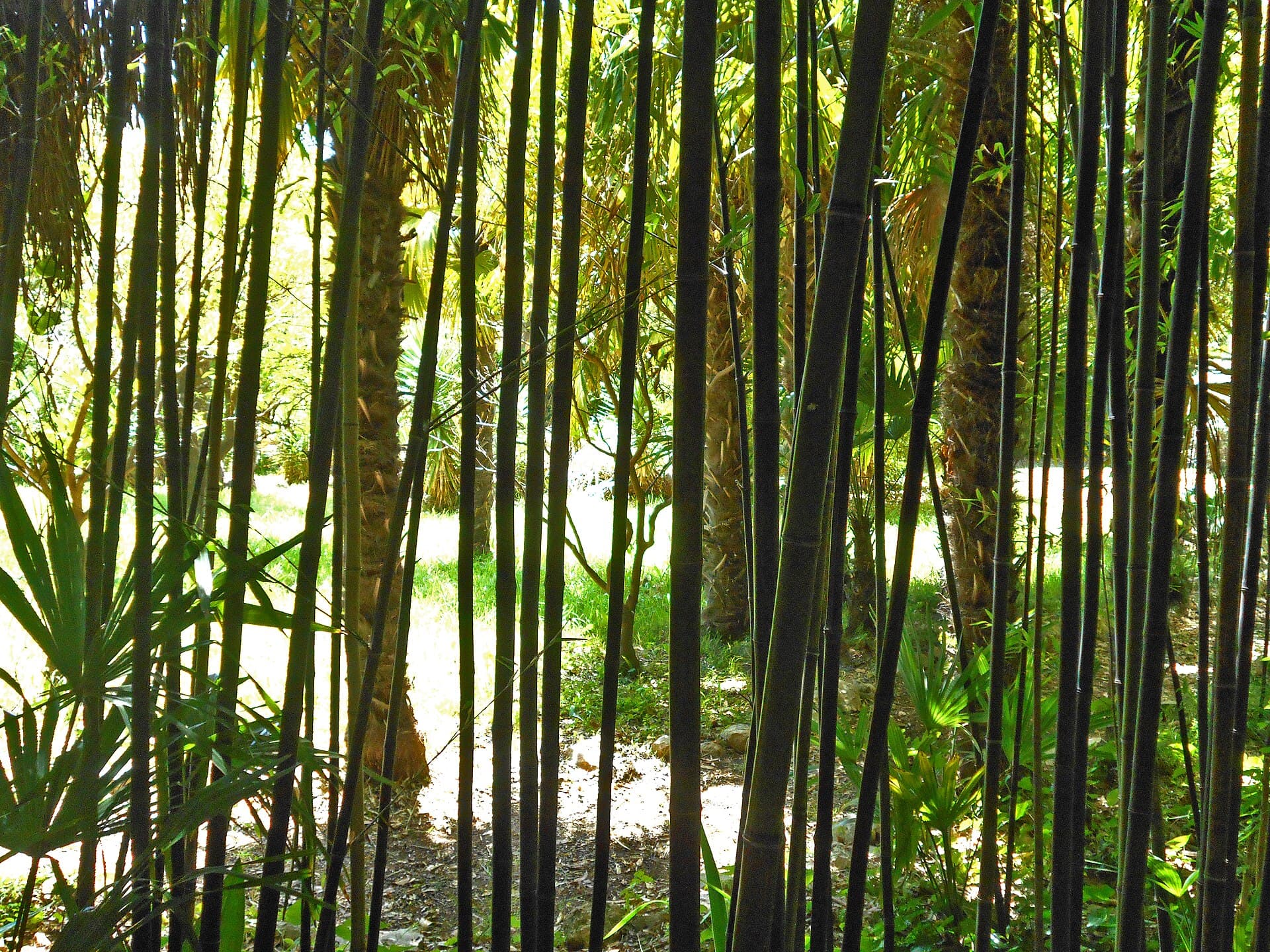 Trsteno Arboretum, Dubrovnik