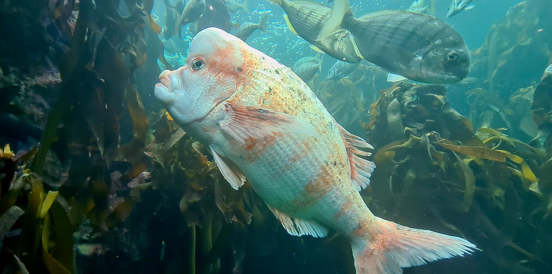 Two Oceans Aquarium