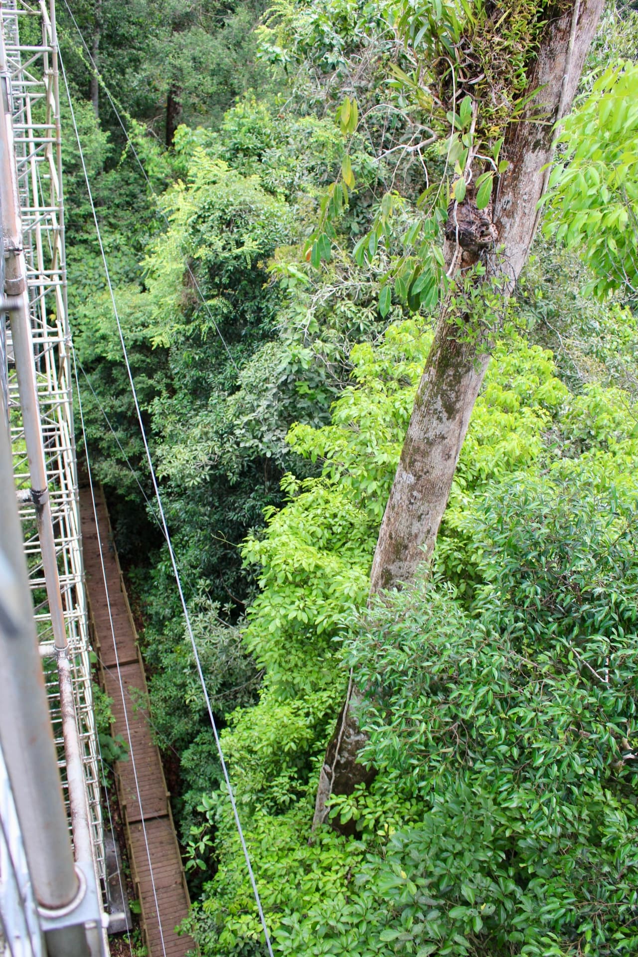 Ulu Temburong National Park