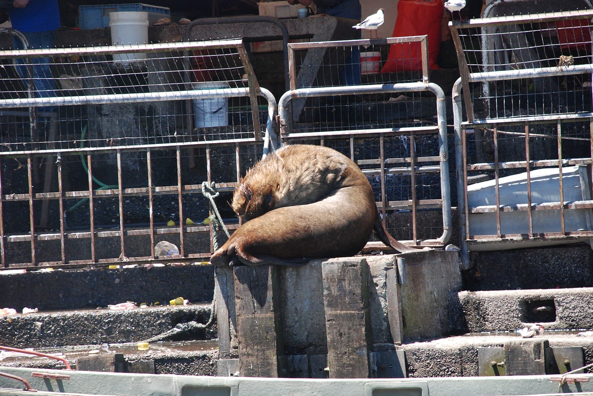 Valdivia river market