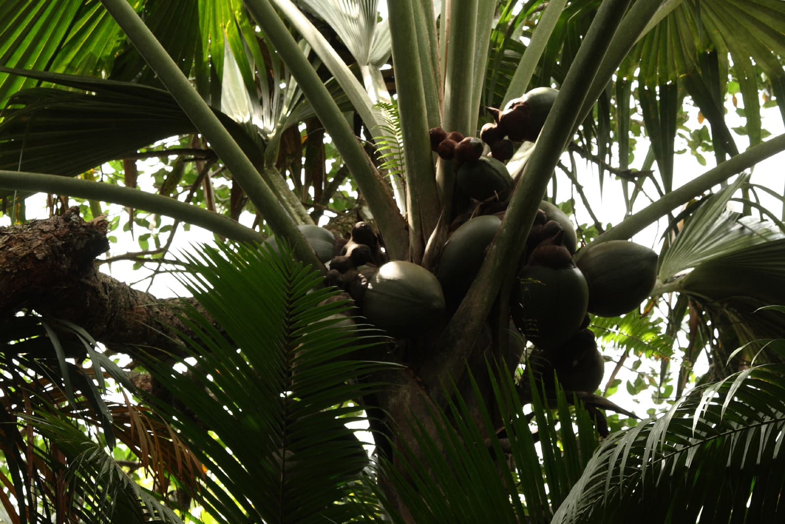 Vallée de Mai