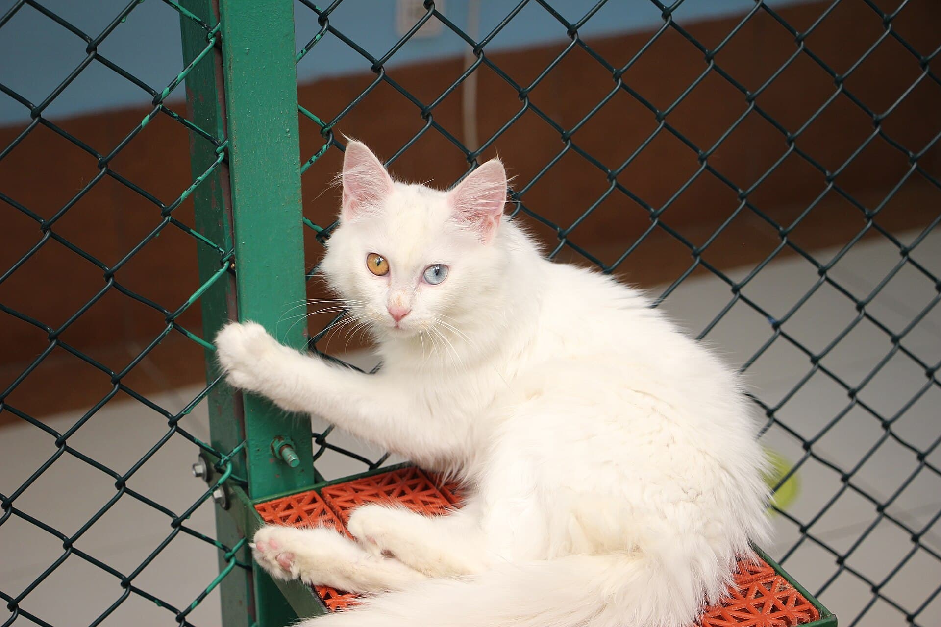 Van Cat House, Van