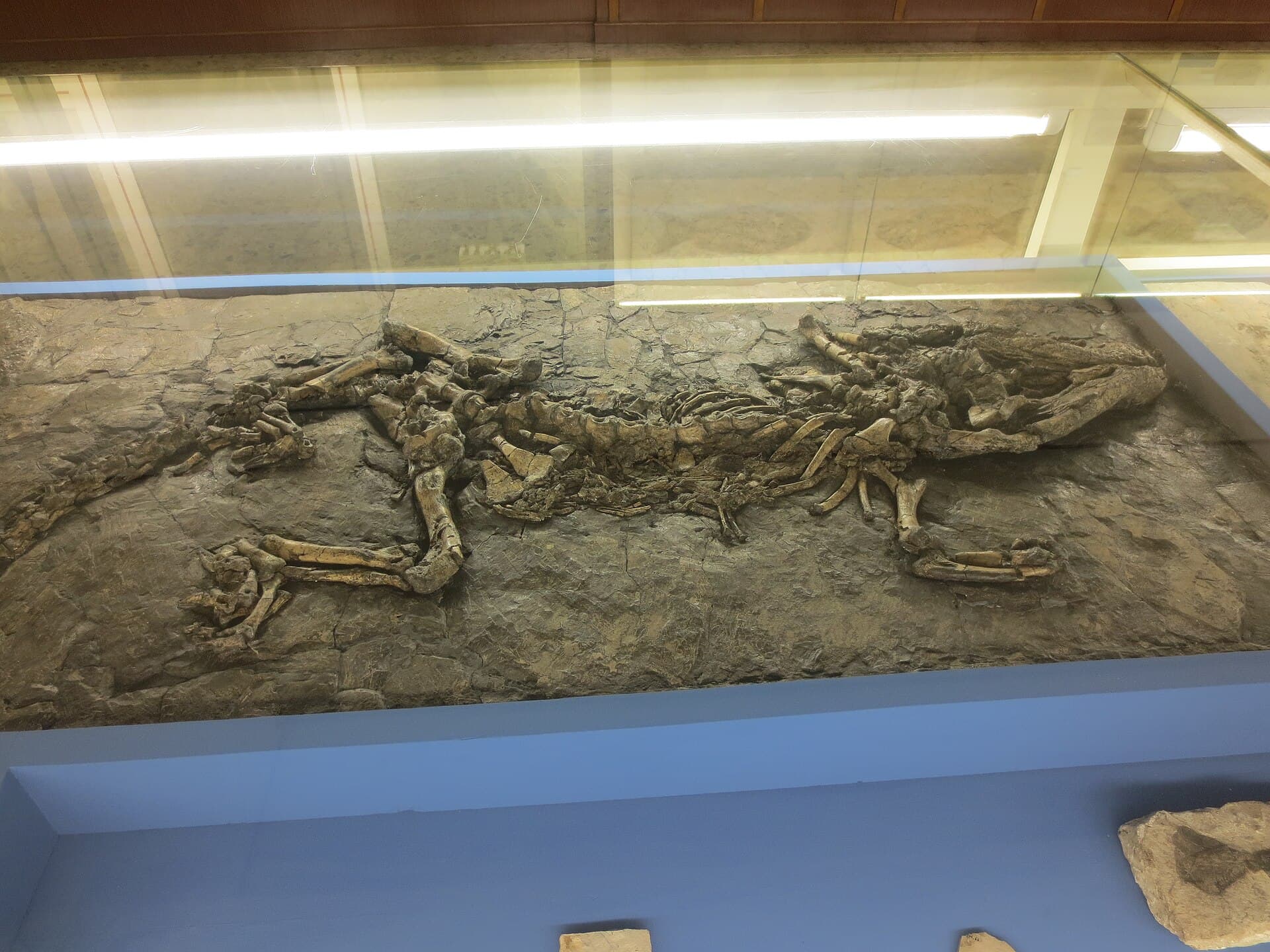 Verona Natural History Museum, Verona, Italy