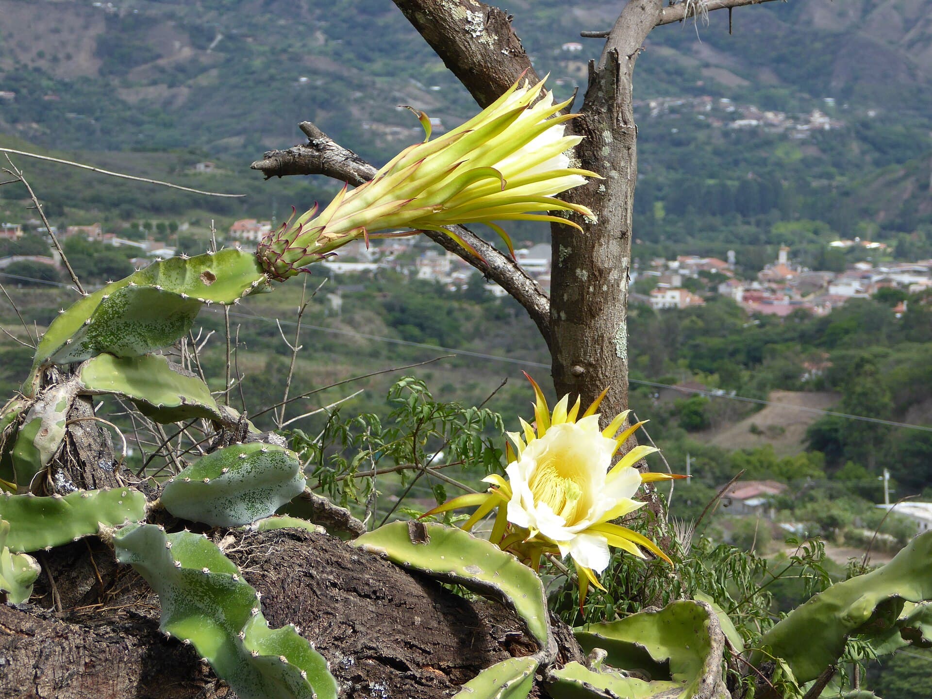 Vilcabamba valley south of Loja