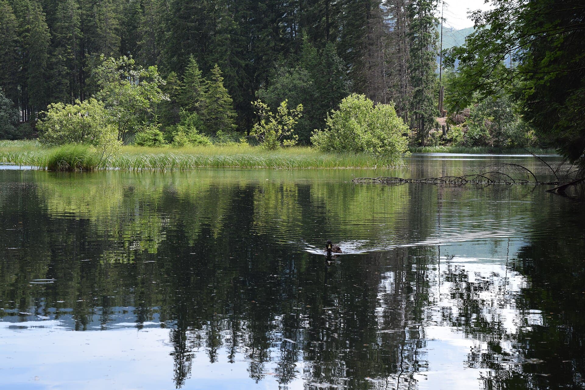 Vrbické pleso, Poprad