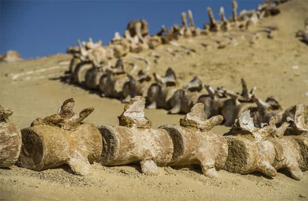 Wadi Al-Hitan (Valley of the Whales)