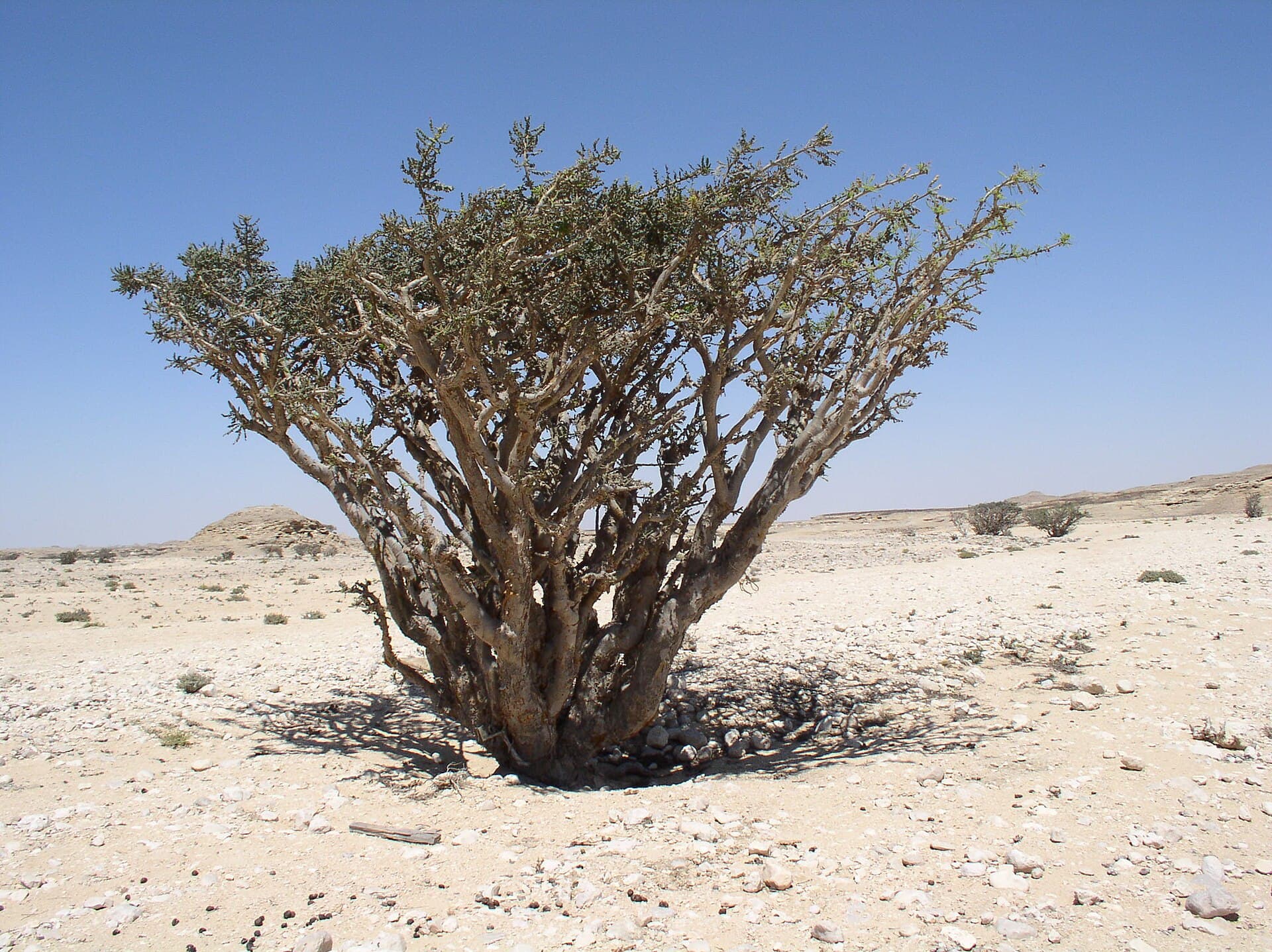 وادي دوكة، صلالة