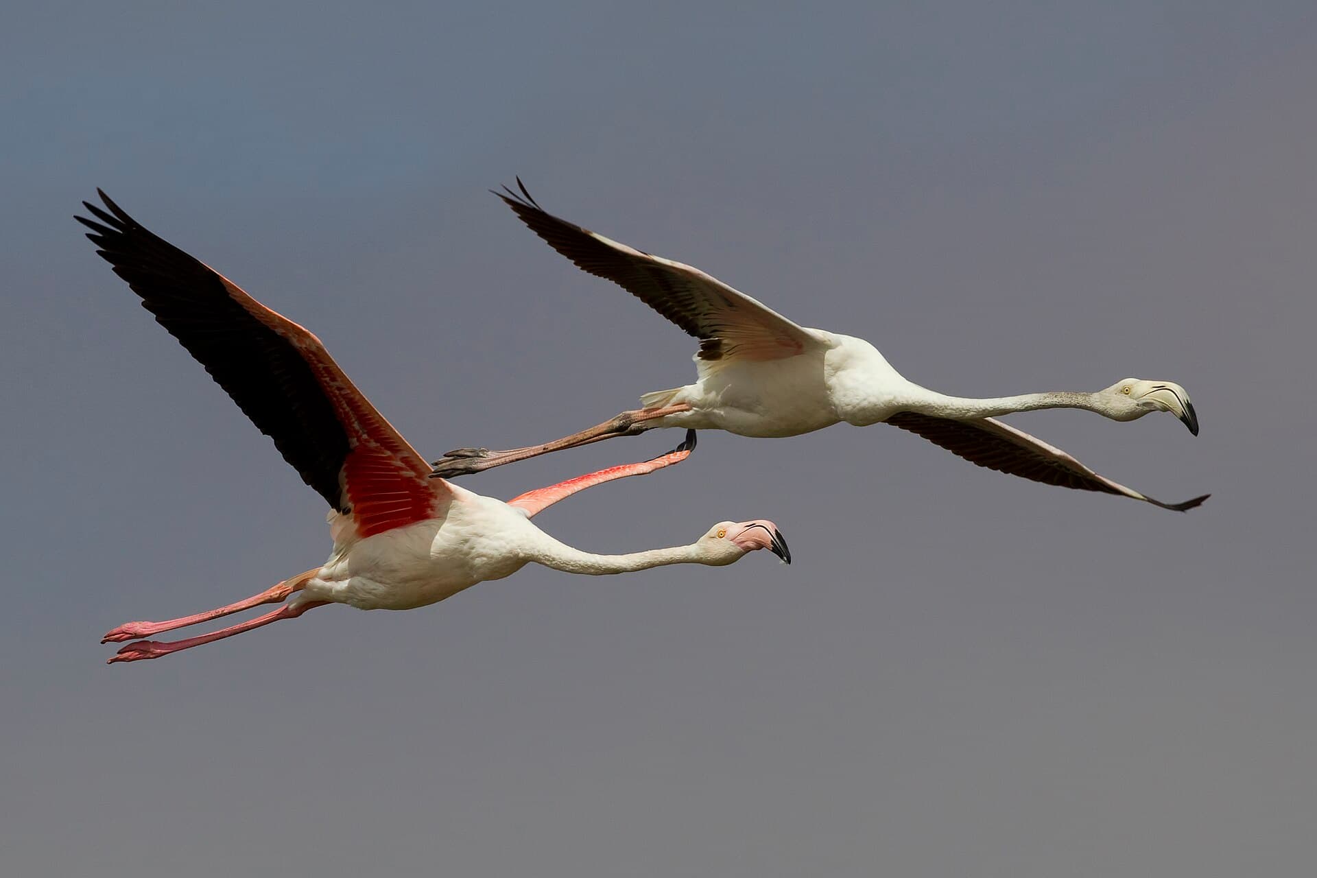 Flamingos on the Walvis Bay lagoon