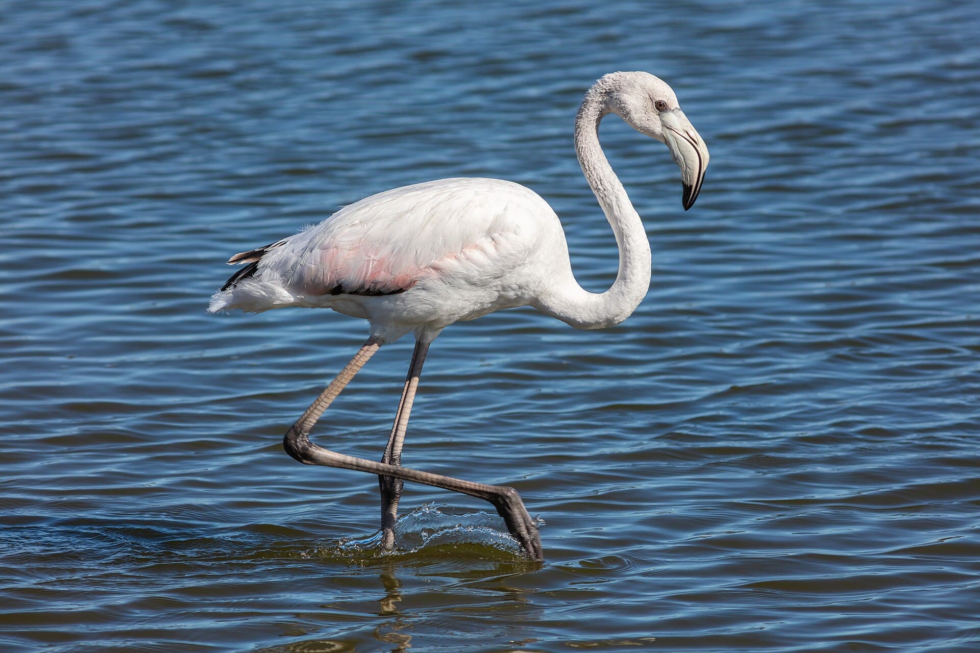 Flamingos on the Walvis Bay lagoon