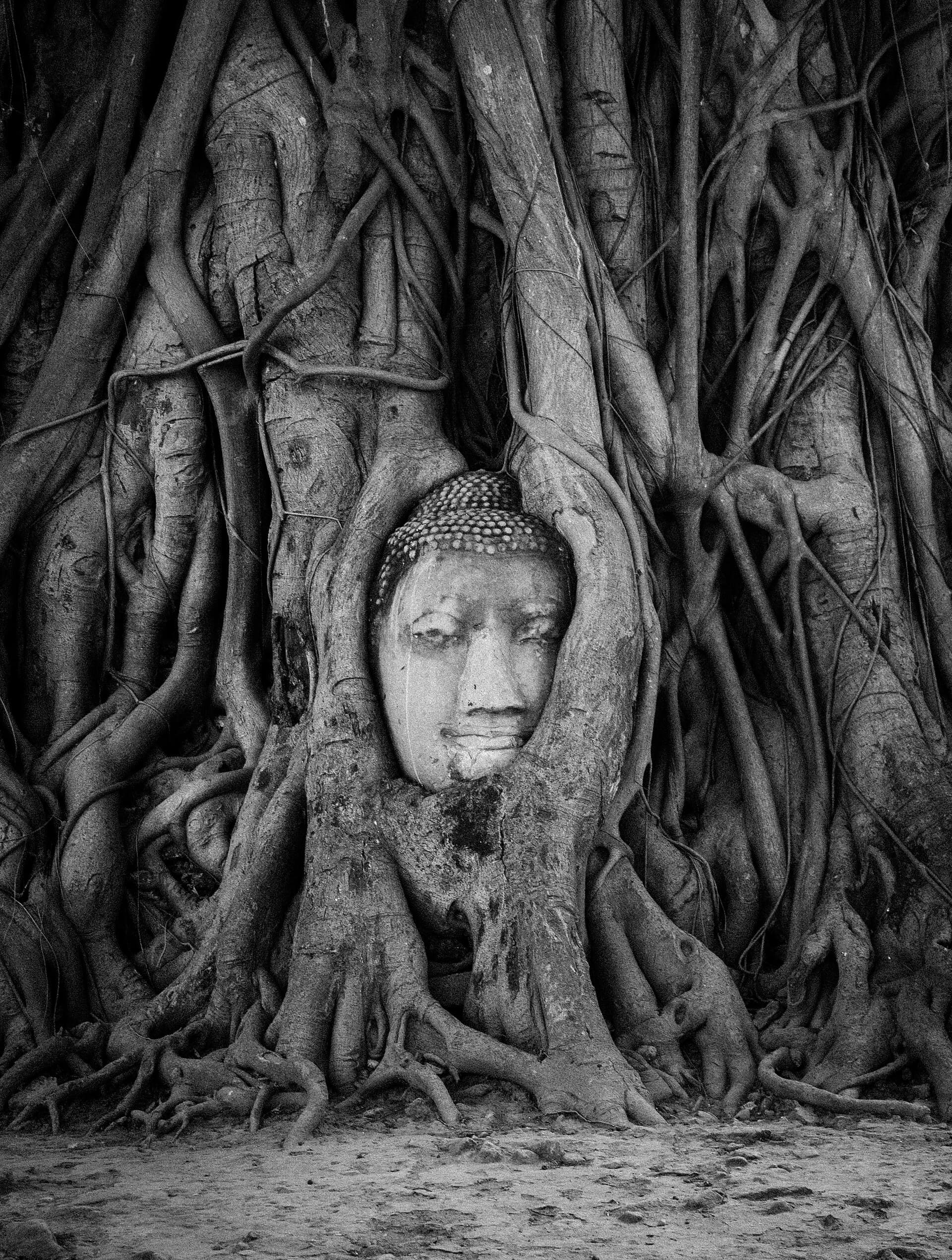 Wat Mahathat (Buddha Head in the Tree Roots)