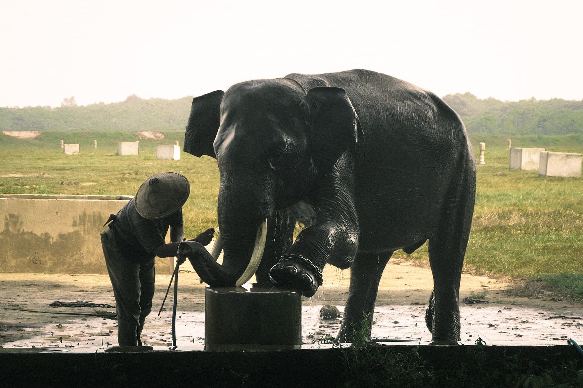 Sumatran elephants at Way Kambas
