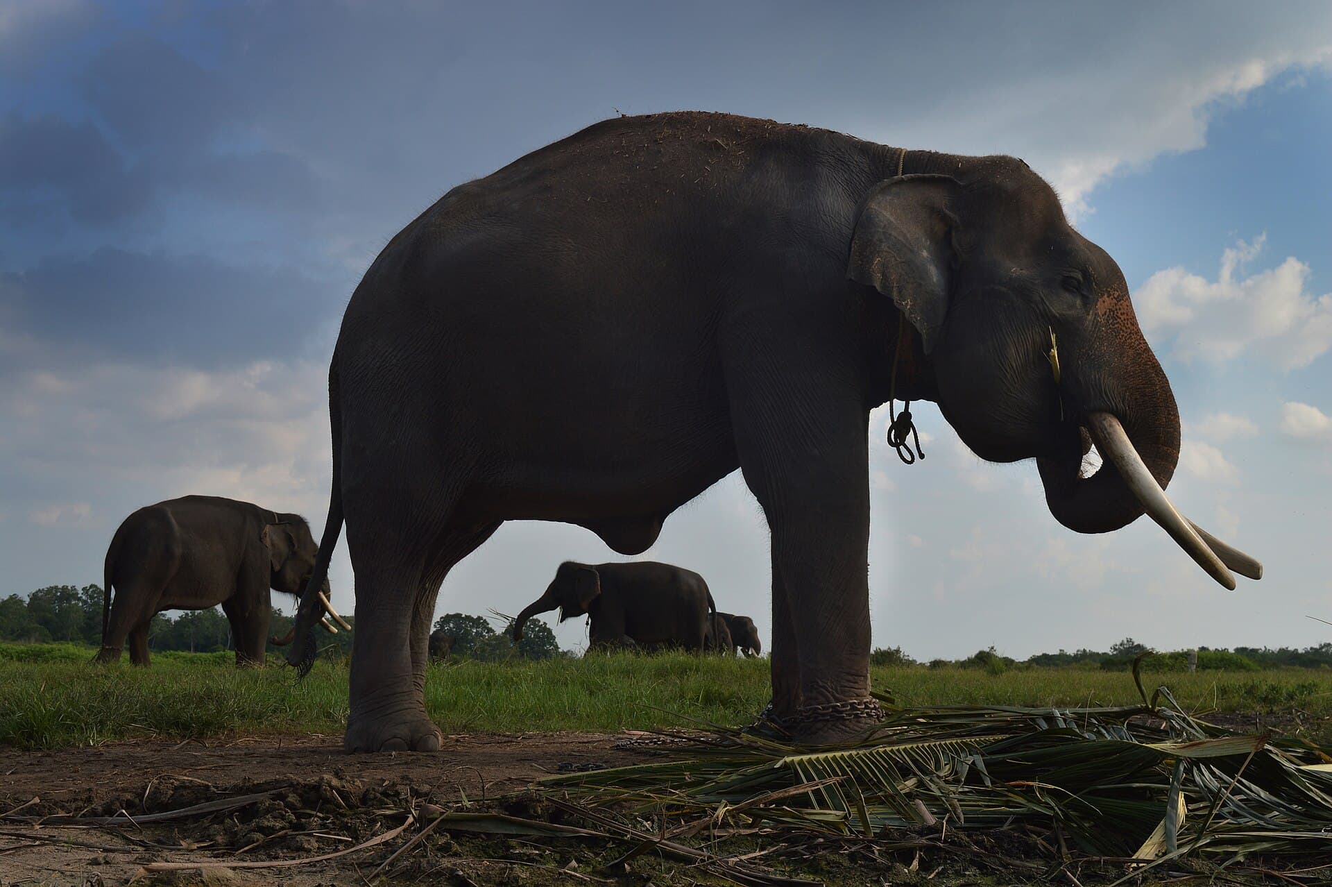 Sumatran elephants at Way Kambas