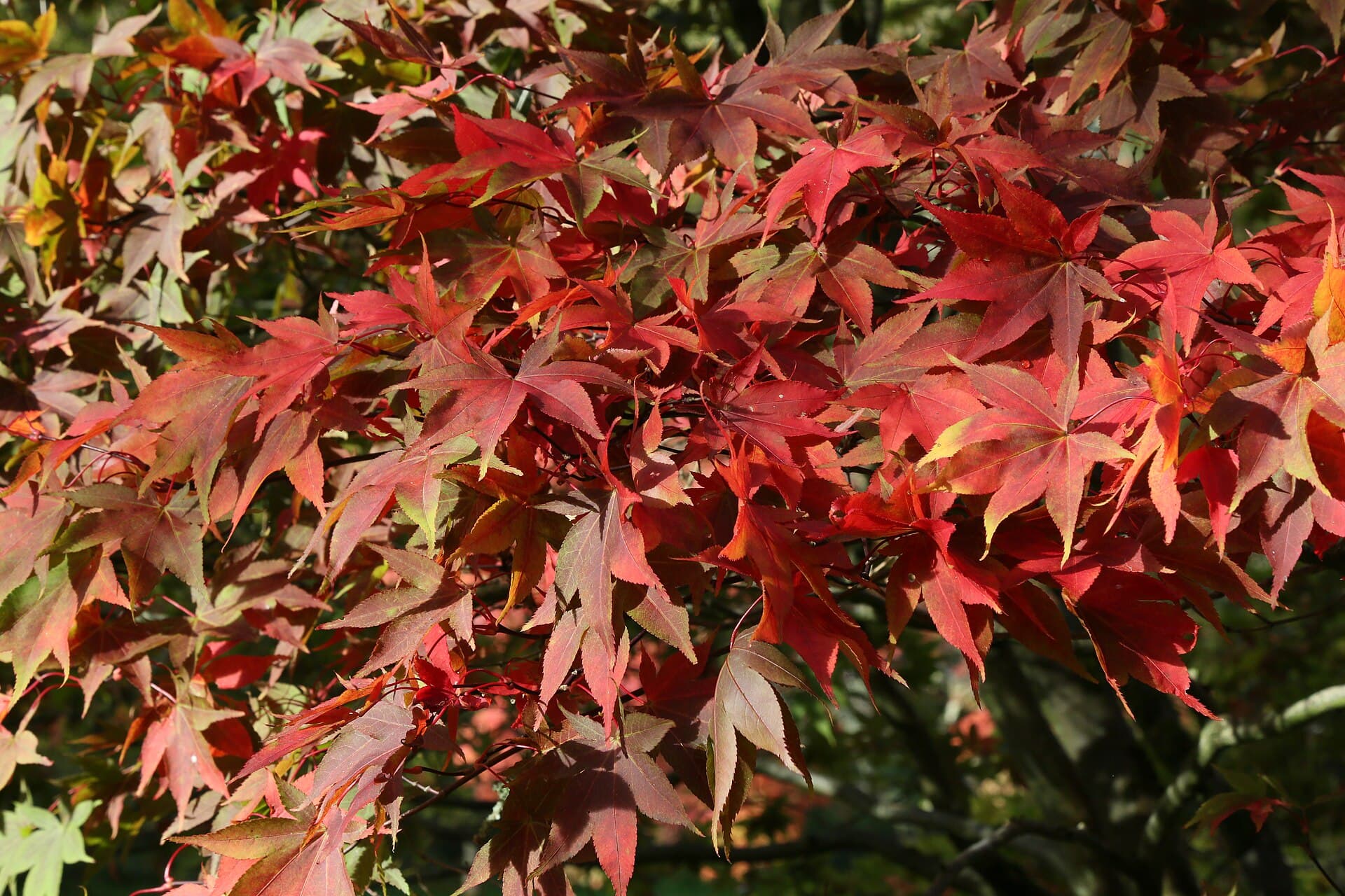 Westonbirt, The National Arboretum, Bath