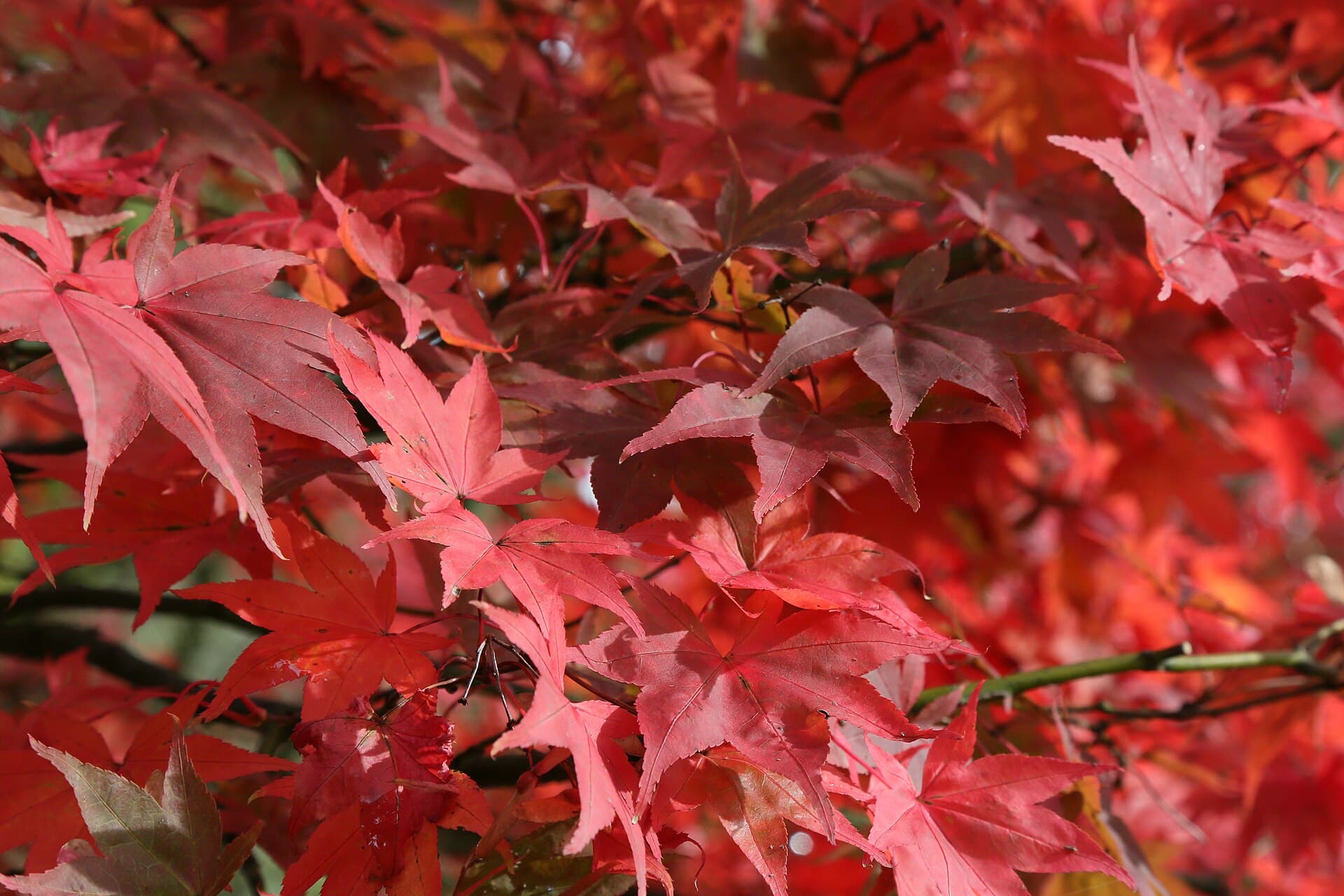 Westonbirt, The National Arboretum, Bath
