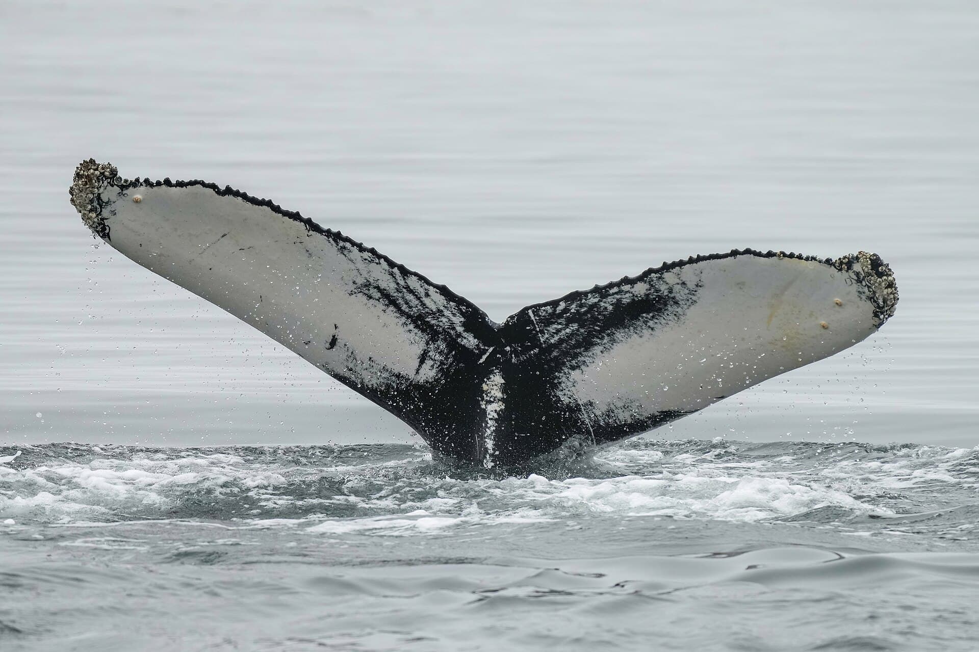 Whales of Iceland, Reykjavik