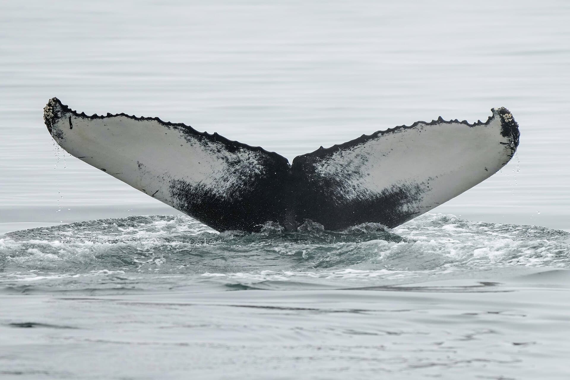 Whales of Iceland, Reykjavik